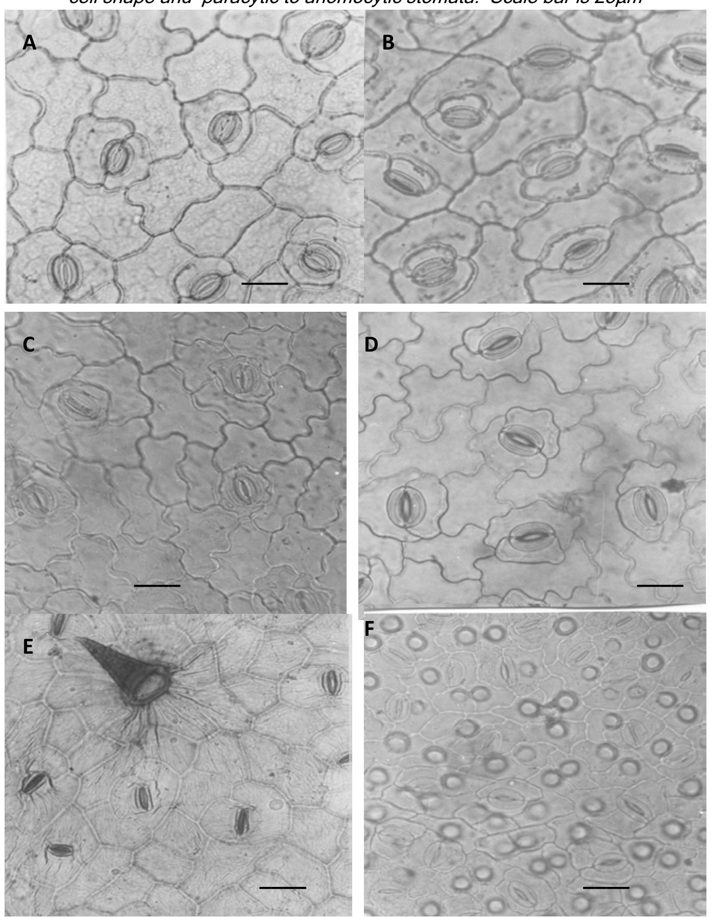 Figure 4 - Foliar epidermal morphology of some Nigerian