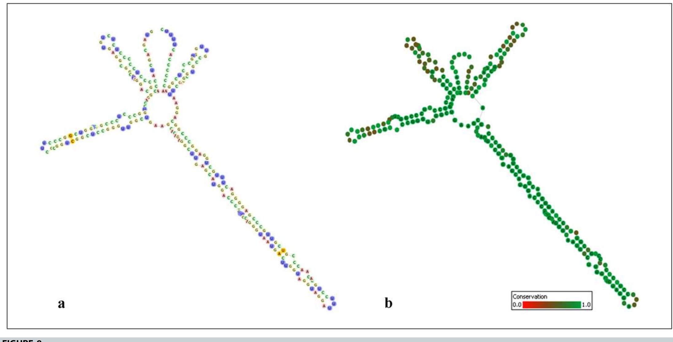 Its2 Structure Its2 rrna secondary structures of chlorella and chlorella