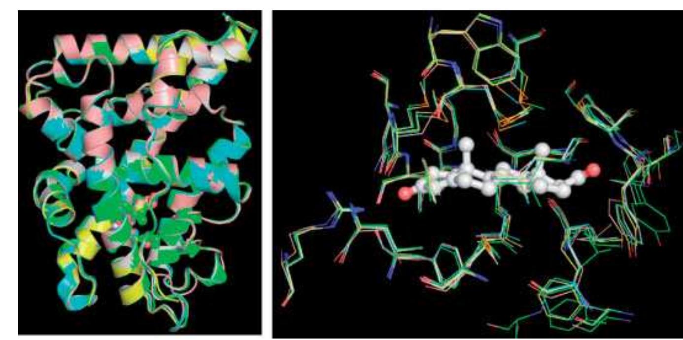 Structure of prlbd with bound agonists. left: overlay of