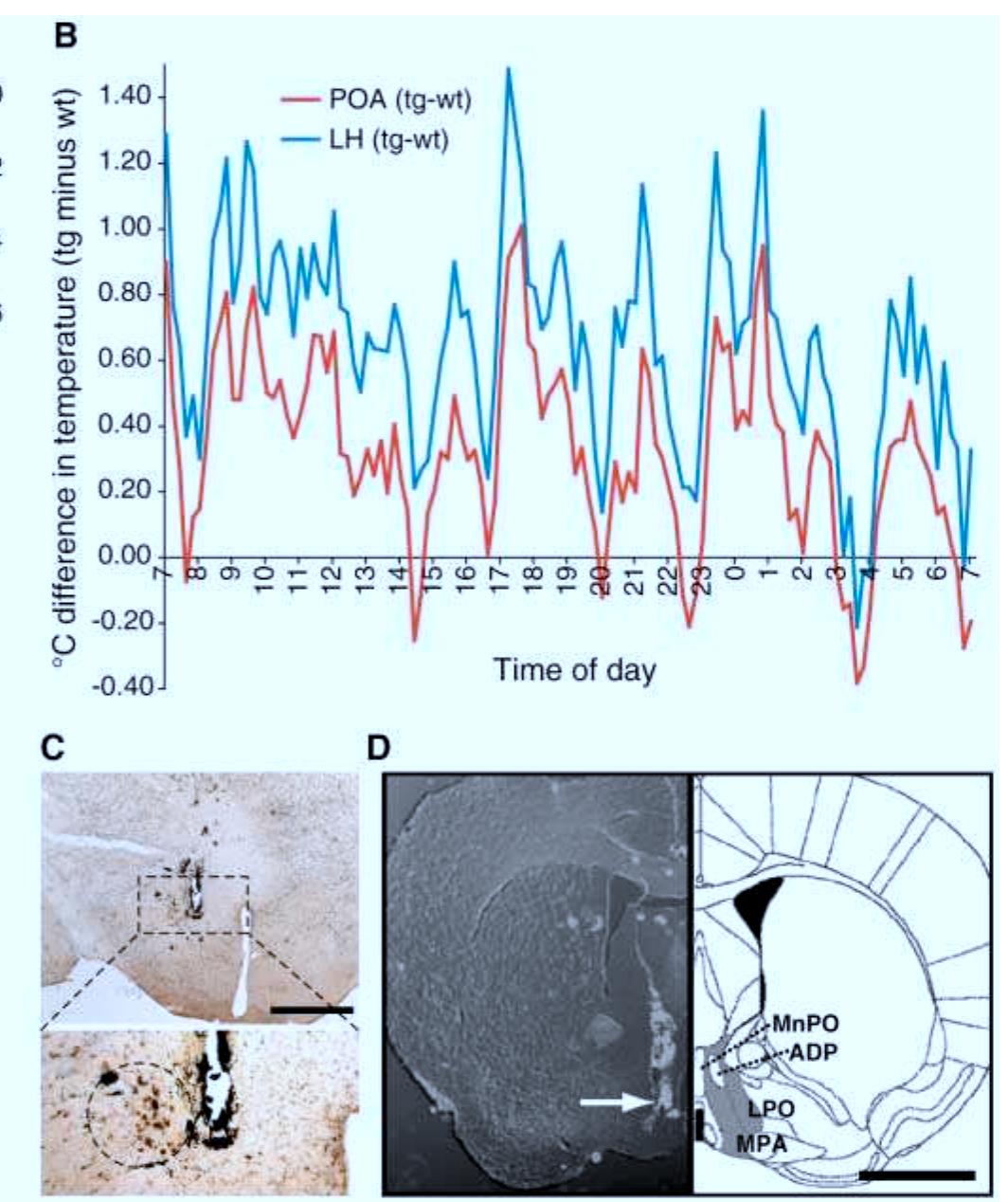 (PDF) Transgenic Mice with a Reduced Core Body Temperature Have an ...