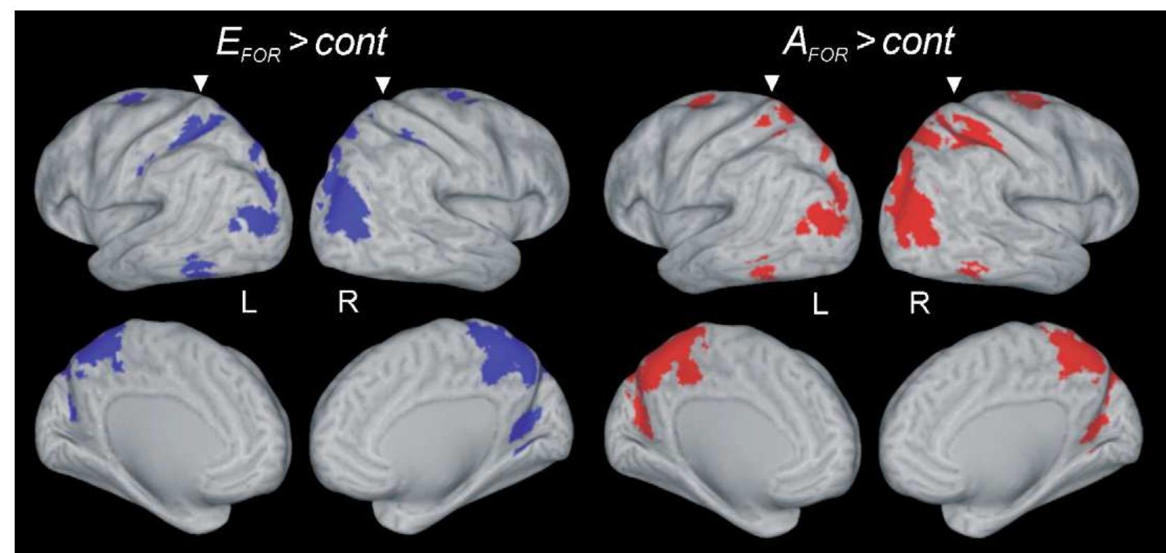 (PDF) The neural basis of the egocentric and allocentric spatial frame ...