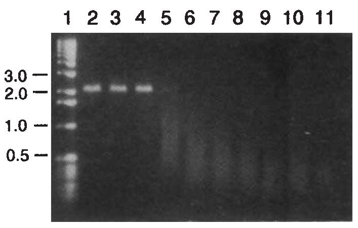 (PDF) Yeast DNA repair and recombination proteins Rad1 and Rad1O ...