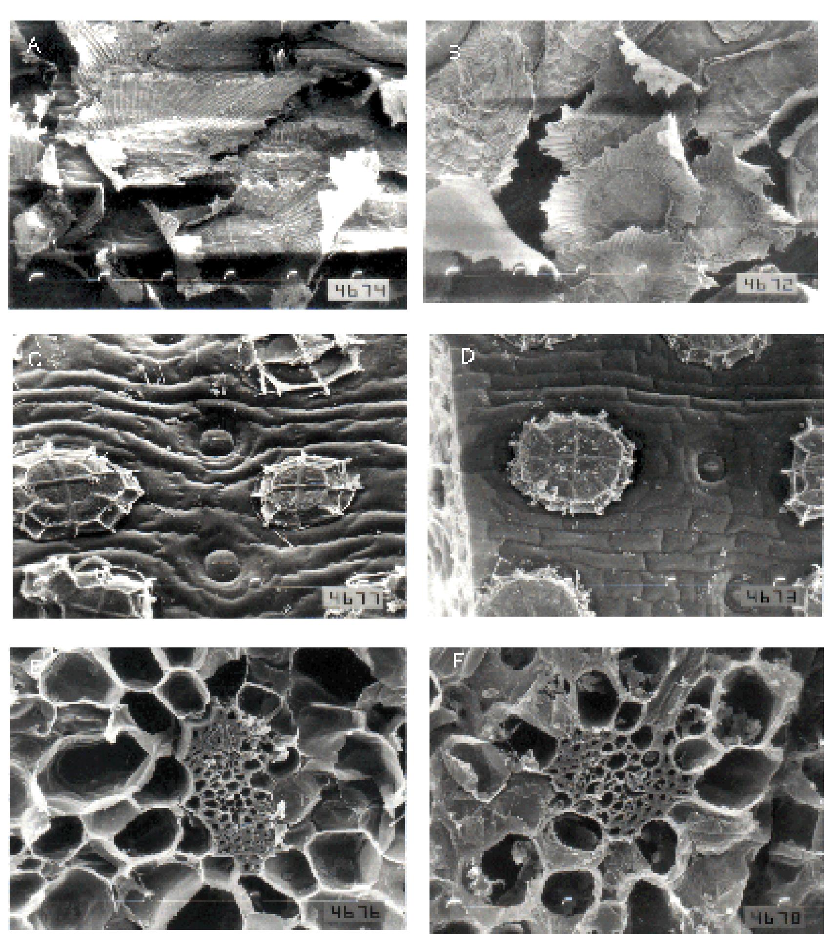 Scanning electron microscope photographs of tillandsia