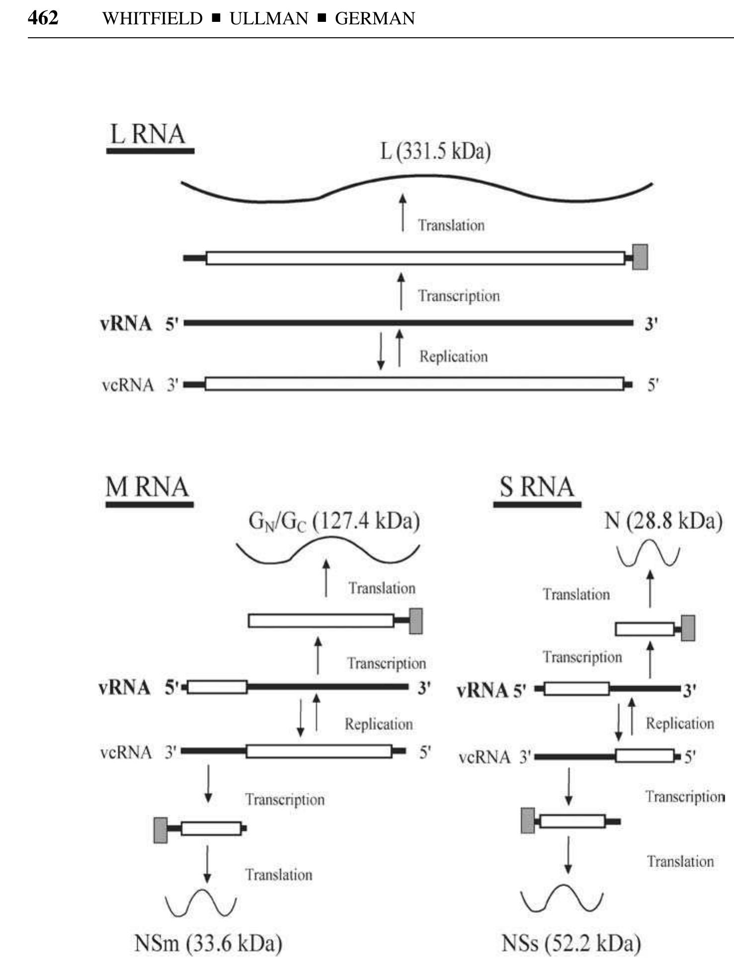 Complementary Organization Genomic organization and expression strategy of tomato