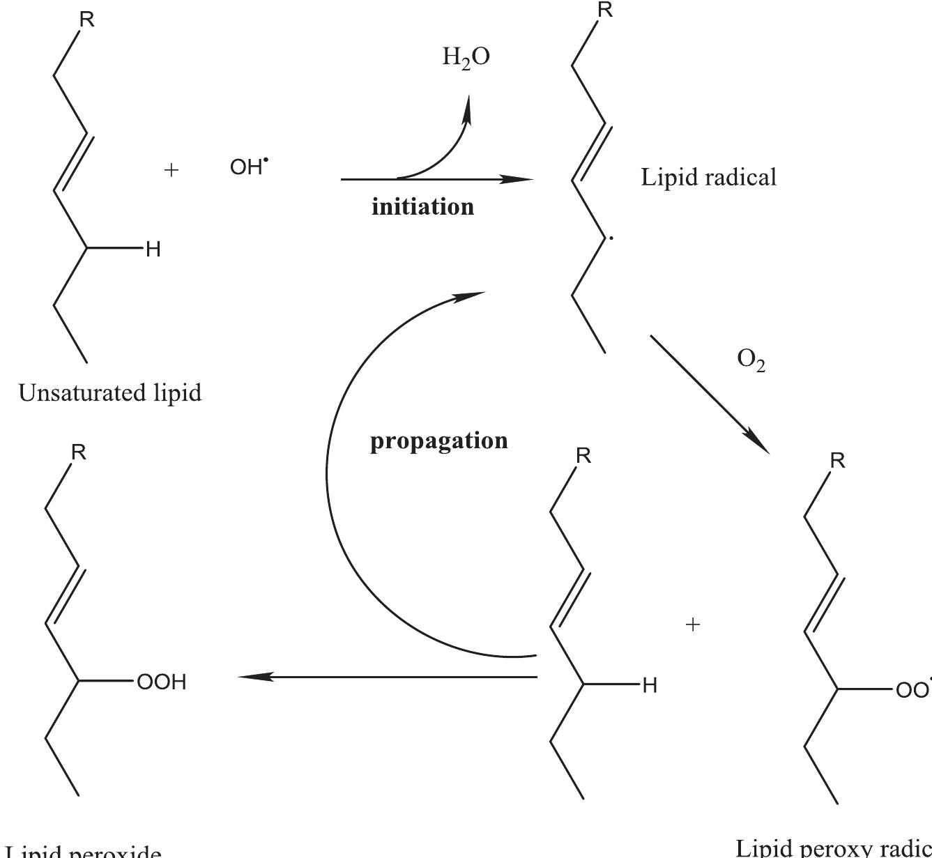 Mechanism of unsaturated lipid autoxidation.