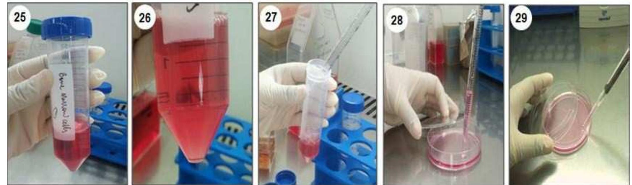 Figure 3 - from A stepwise procedure for isolation of murine