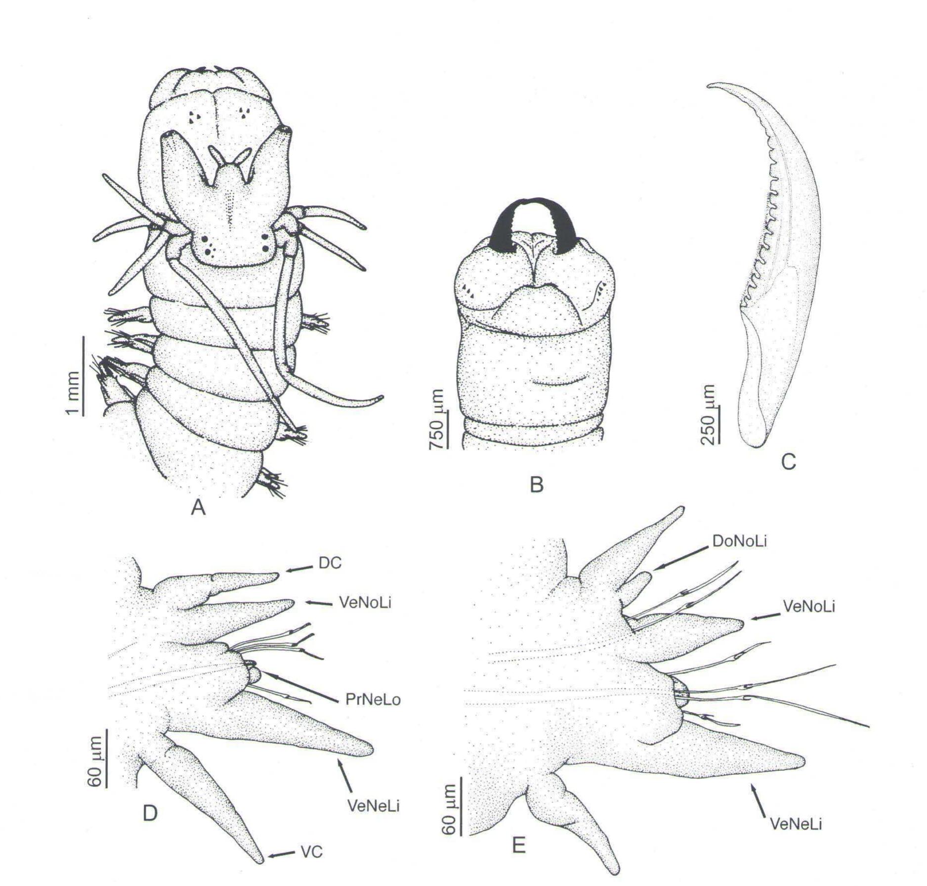(PDF) A new species of Neanthes (Annelida, Polychaeta, Nereididae) from ...