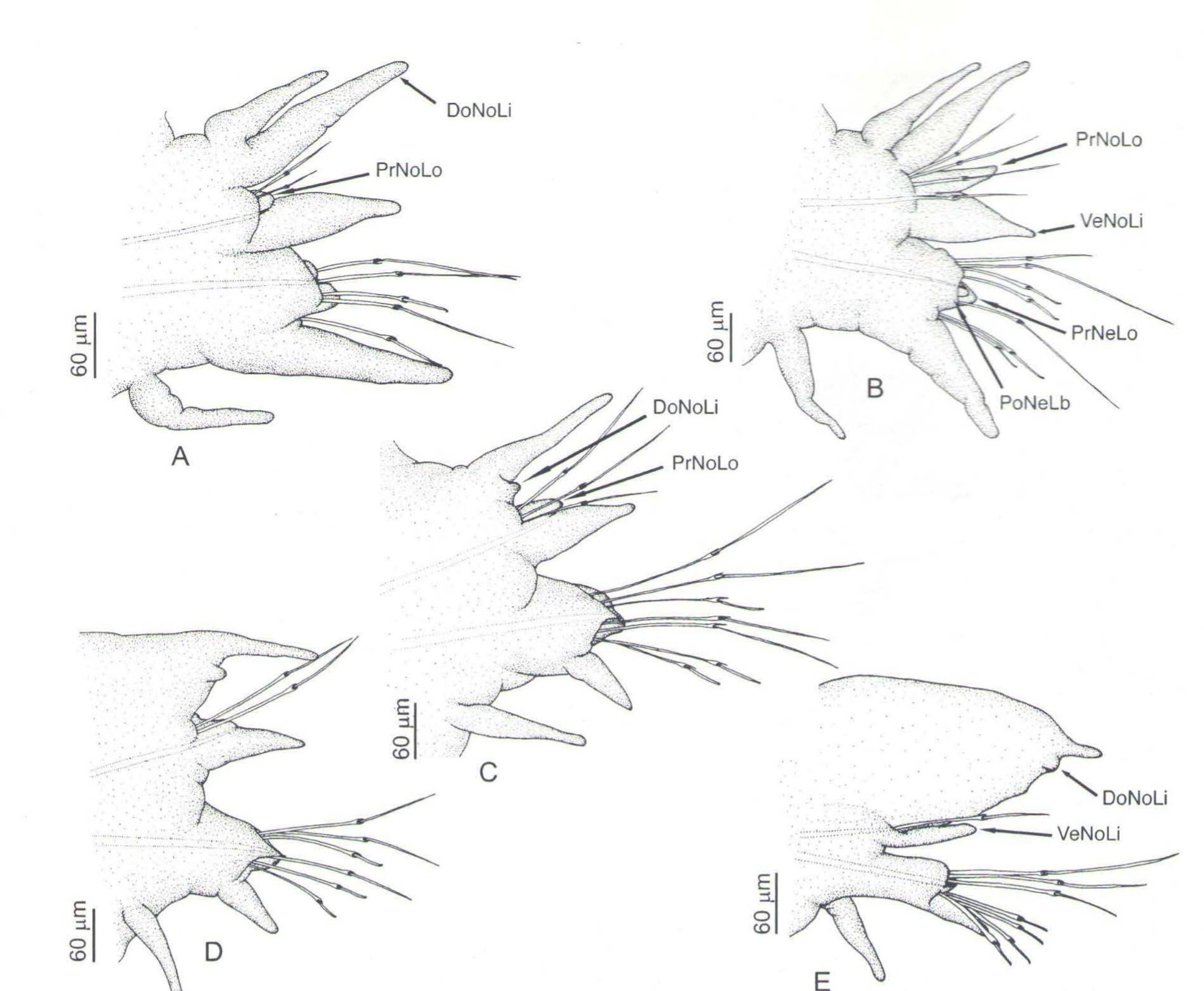 (PDF) A new species of Neanthes (Annelida, Polychaeta, Nereididae) from ...