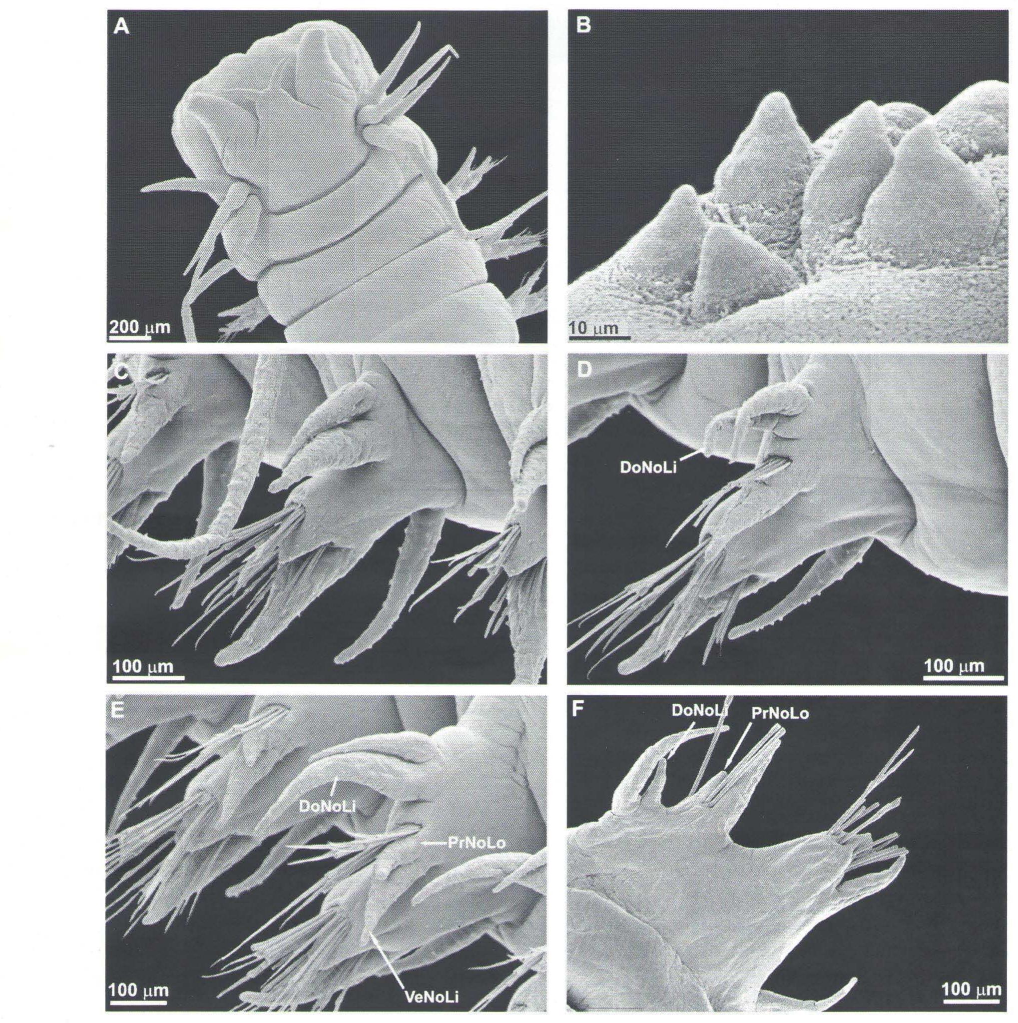 (PDF) A new species of Neanthes (Annelida, Polychaeta, Nereididae) from ...