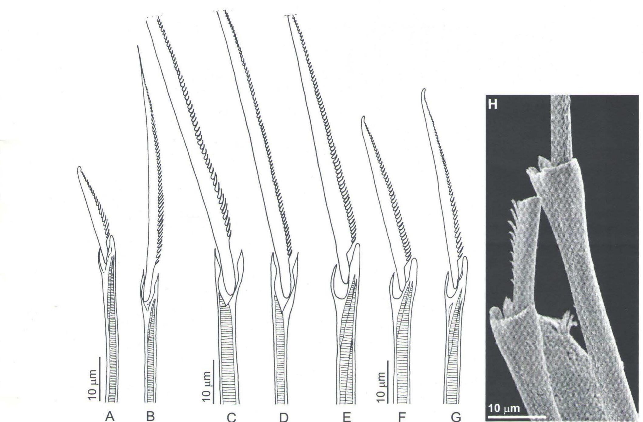 (PDF) A new species of Neanthes (Annelida, Polychaeta, Nereididae) from ...