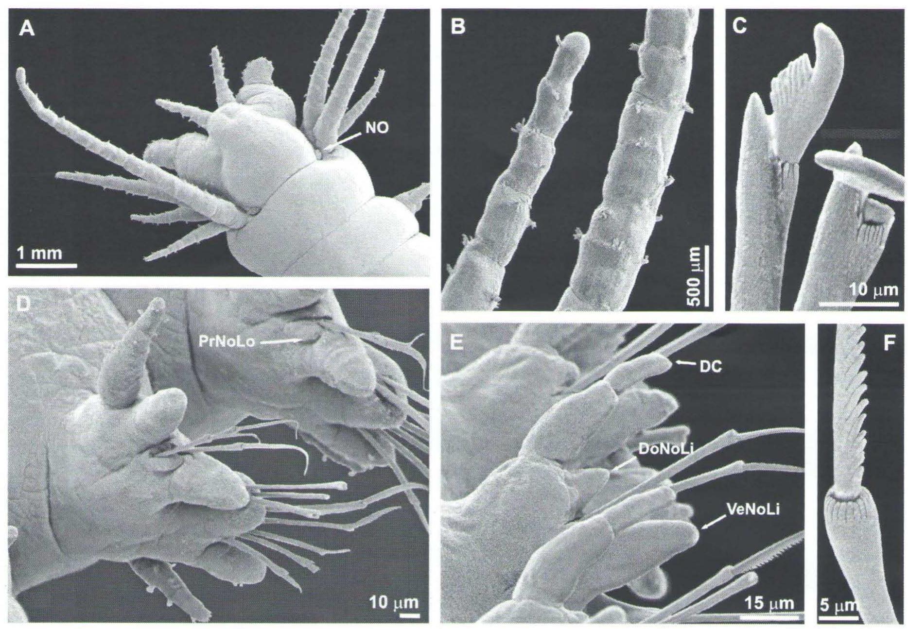 (PDF) A new species of Neanthes (Annelida, Polychaeta, Nereididae) from ...