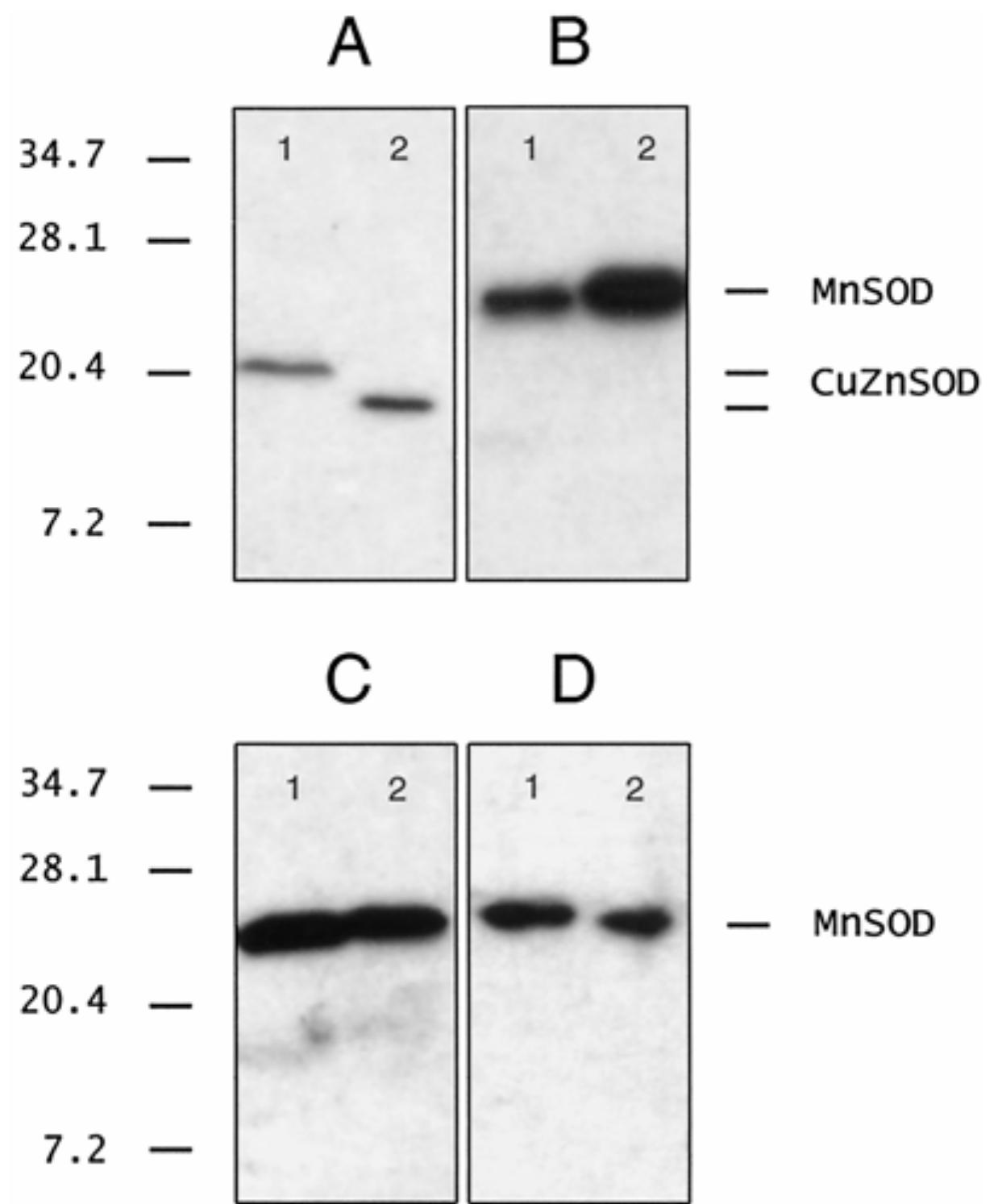 (PDF) Localization of Superoxide Dismutases and Hydrogen Peroxide in ...