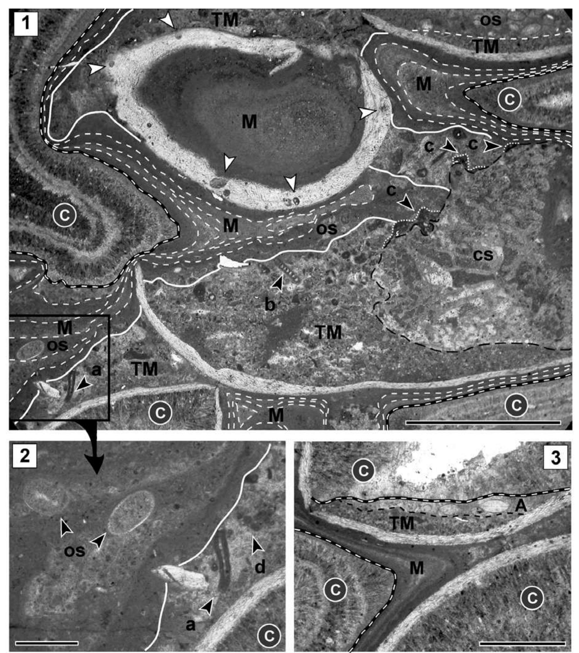 Palaeogeographic and palaeoenvironmental map of the