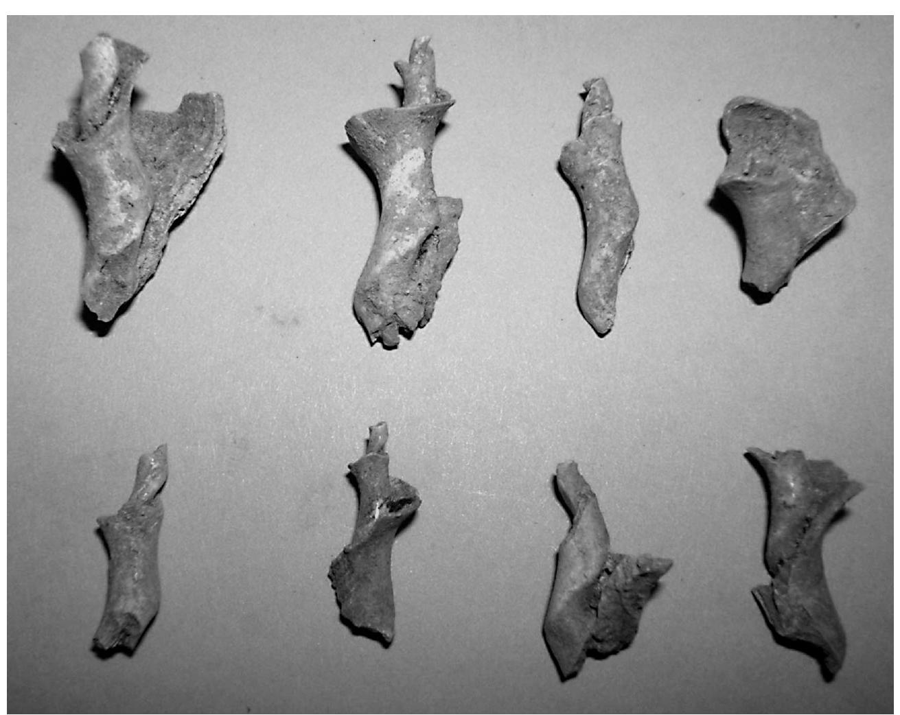 Weaker Shells Photo 4. tips from cala olivera showing the fracture
