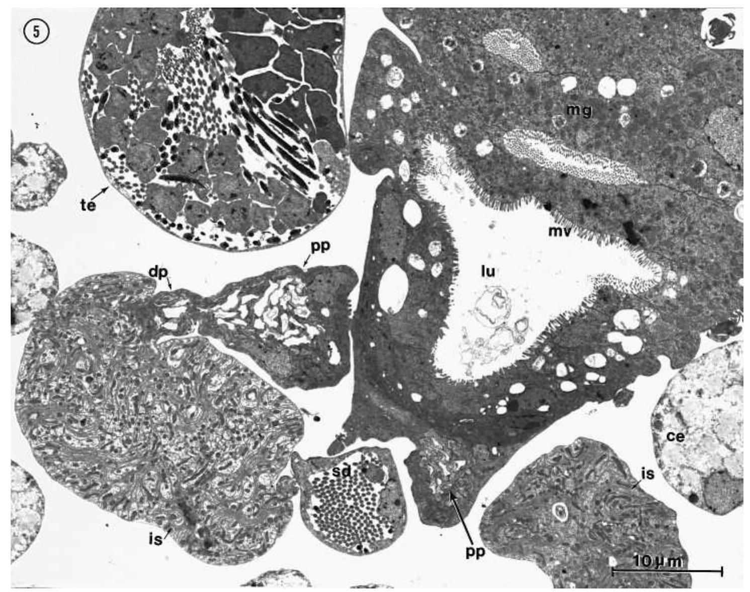 Trialdehyde (PDF) Studies on the morphology and ultrastructure of the Malpighian ...