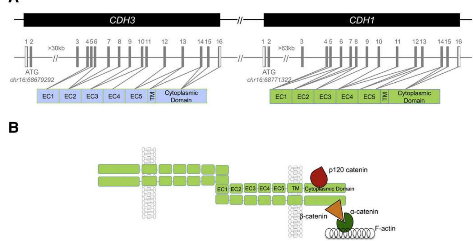 (PDF) Epithelial E- and P-cadherins: Role and clinical significance in ...