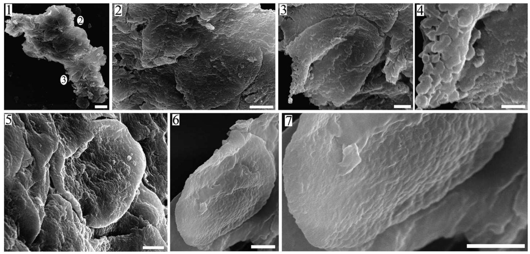 (PDF) Exine ultrastructure of in situ pollen from the cycadalean cone ...