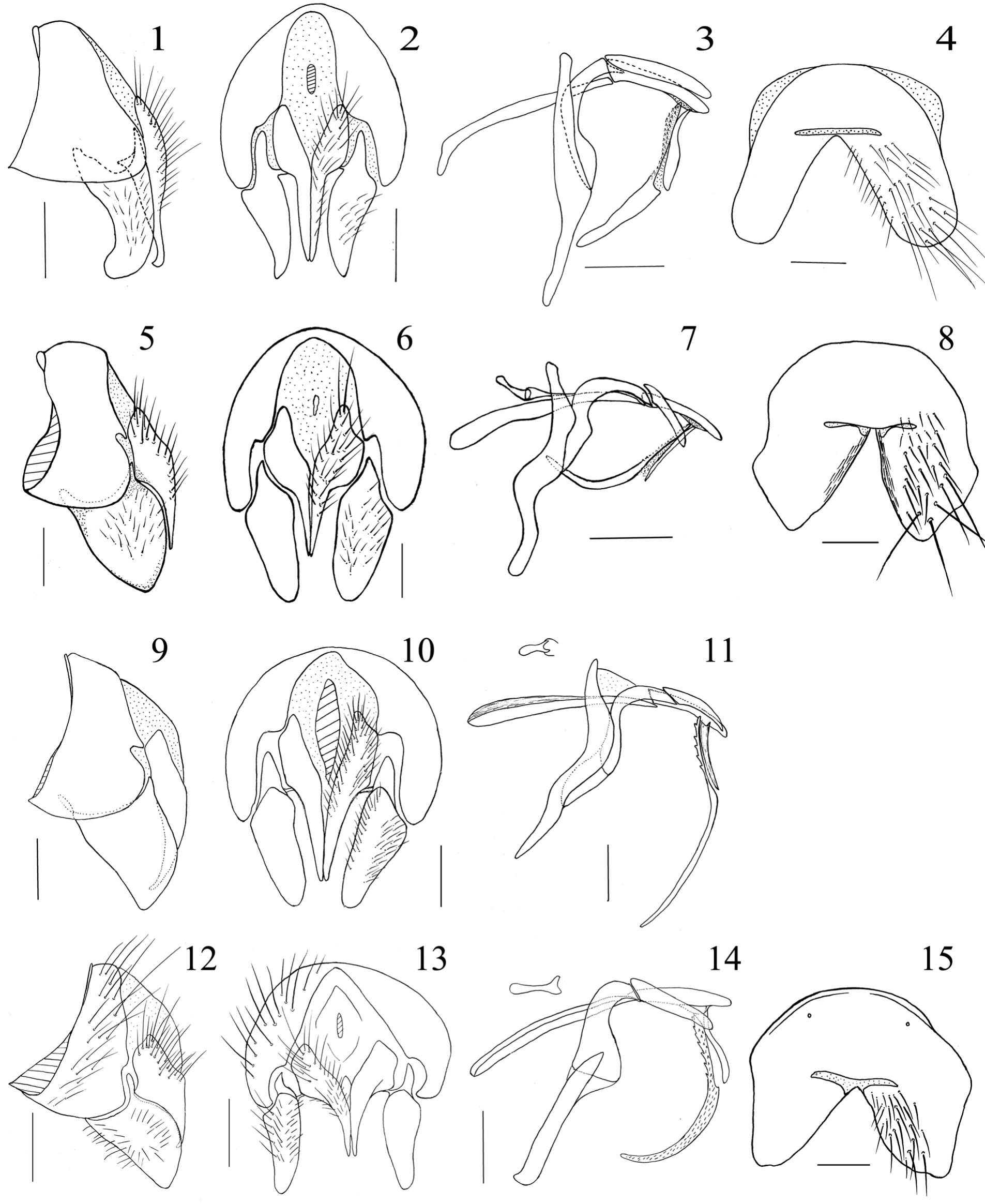 (PDF) A review of Billaea Robineau-Desvoidy of the eastern Palearctic ...