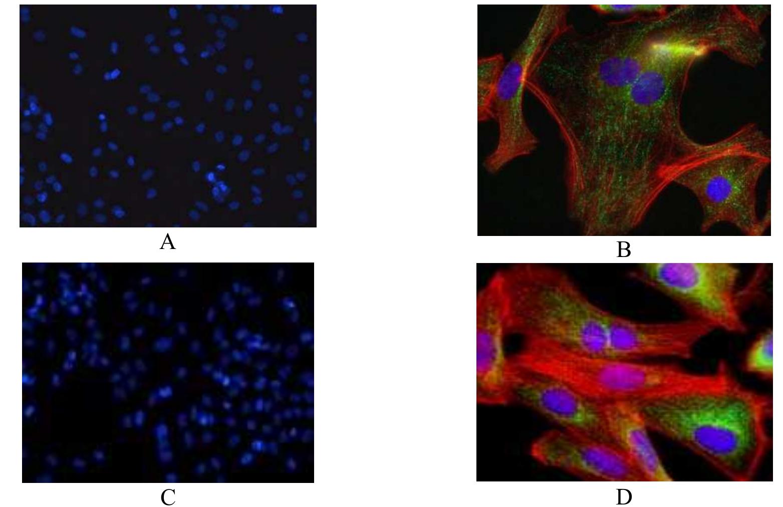 $3. immunofluorescence microscopy images corresponding to