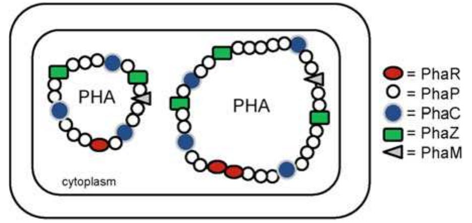 Figure 4 - from Manipulation of Ralstonia eutropha Carbon