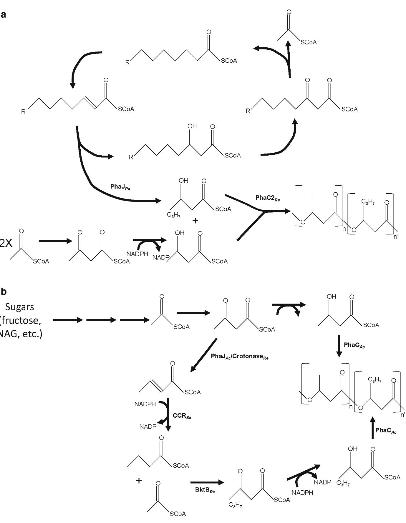 Figure 4 - from Manipulation of Ralstonia eutropha Carbon