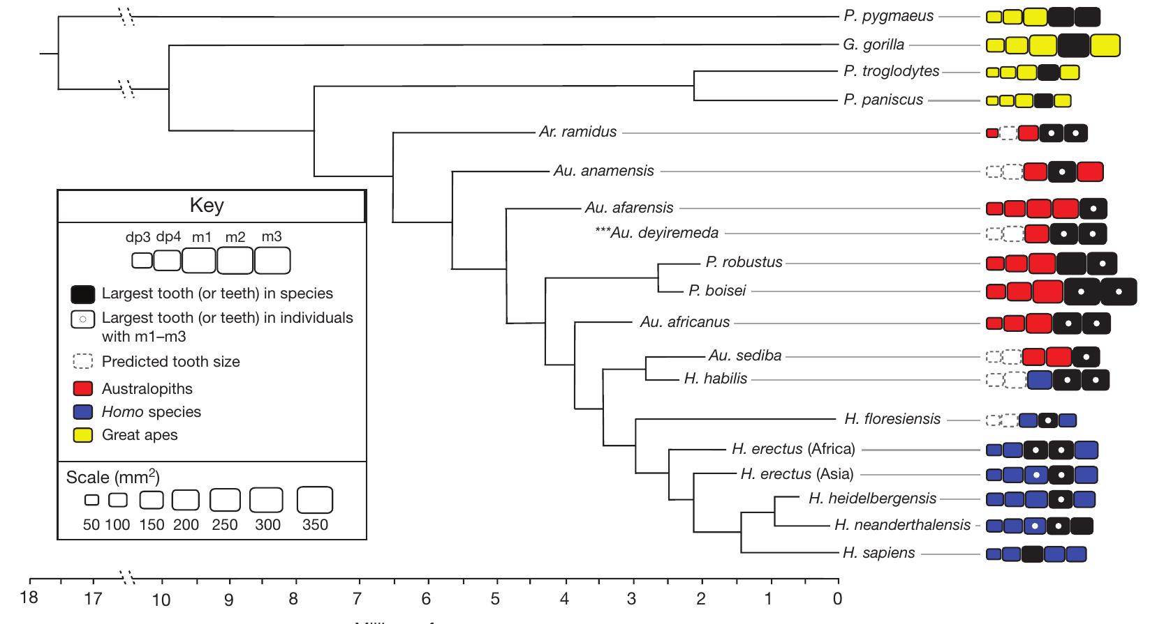 A simple rule governs the evolution and development of hominin tooth size