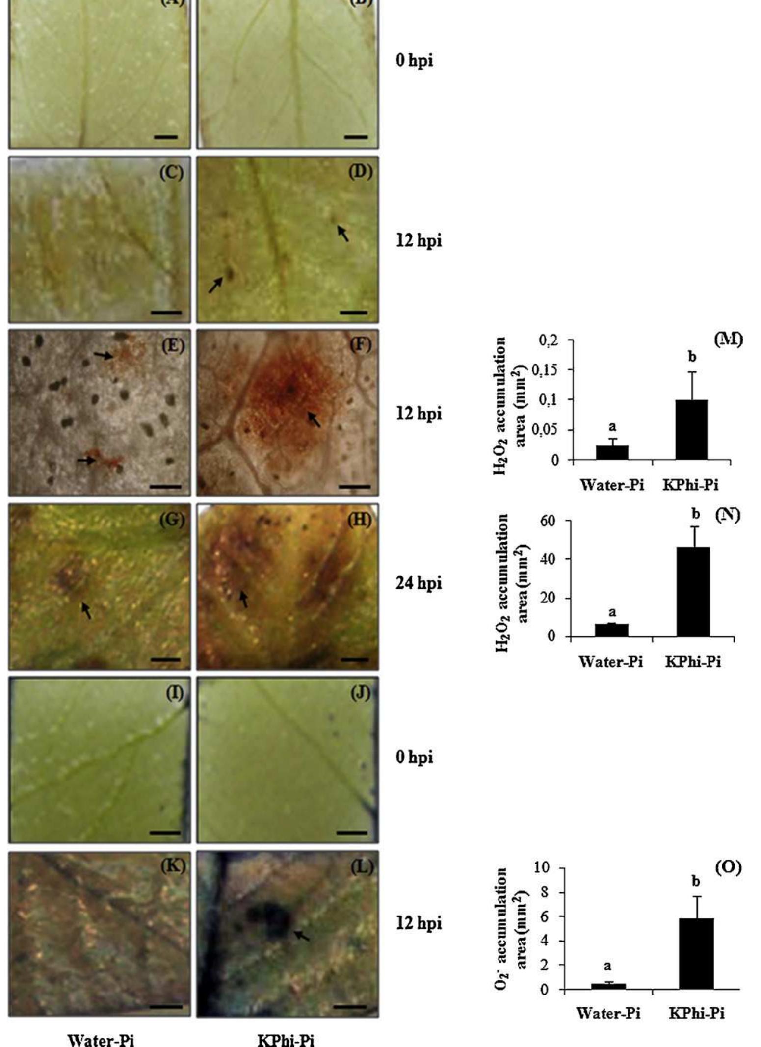 Fig. 2. Effect of KPhi on the H202 and O2~ accumulation in potato leaves following infection with P. infestans. (A-H) Hydrogen peroxide (H202) detection by the 3,3- diaminobenzidine (DAB) staining method. H202 was observed (A-D, G, and H) macroscopically and (E and F) microscopically in infected leaves from water-treated and KPhi-treated plants. Deep-brown color shows HO, production (arrows indicate). (I-L) Analysis of superoxide anion (O2~) accumulation by the nitrobluetetrazolium (NBT) staining method. O2~ was detected macroscopically in infected leaves from (I and K) water-treated and (J and L) KPhi-treated plants. Blue formazan precipitate indicates O2— production (arrows indicate). Scale bars represent 2mm (A-D and G-L plates) and 0.1 mm (E and F plates). Quantification of both, H2O2 and O2~ are represented in bar plots as it follows: M, N and O for E, F, G, H and K-L plates, respectively. Each bar represents the mean + SD. Bars with the same letter do not differ significantly at P< 0.05. 