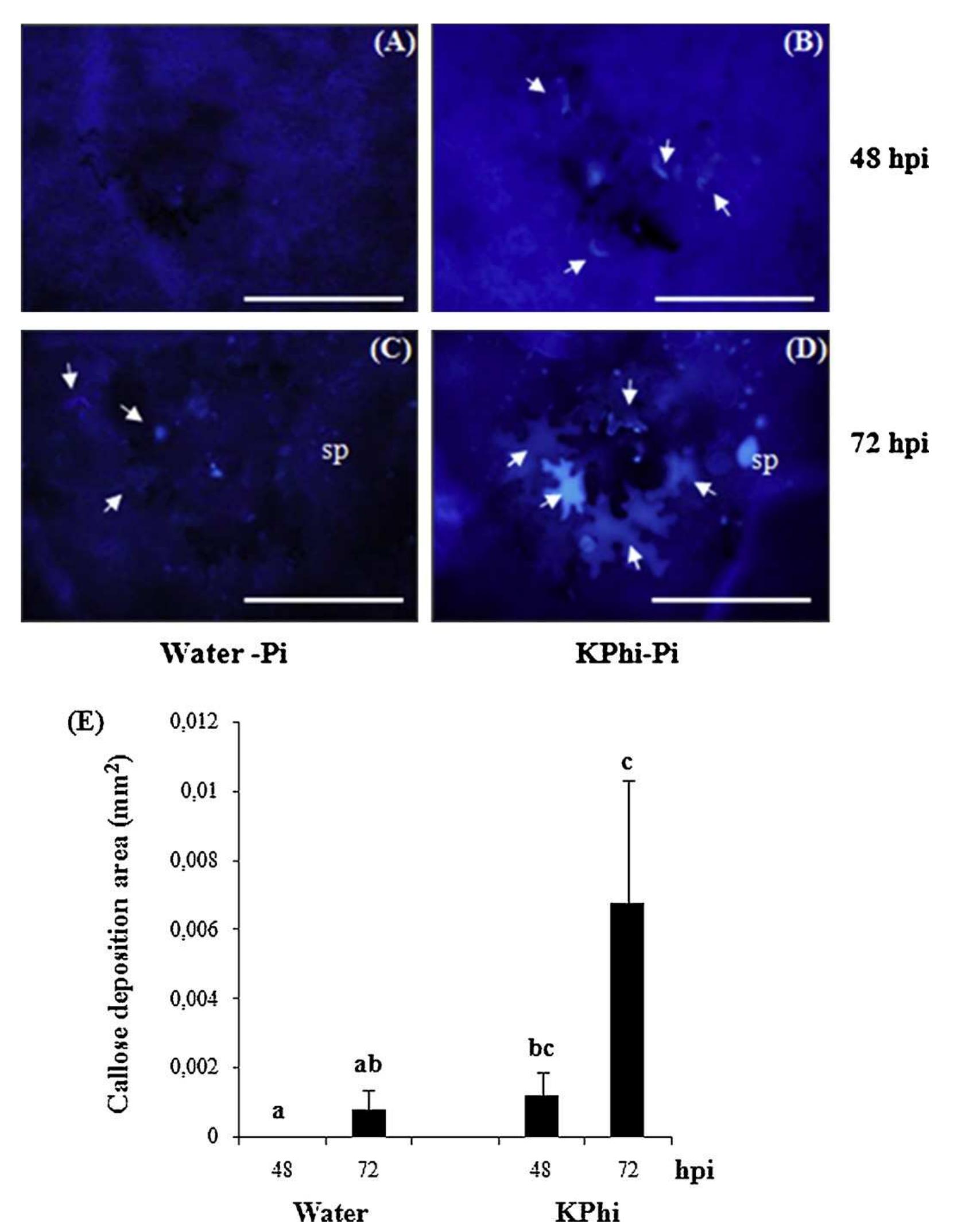 Fig. 3. Effect of KPhi on the callose deposition in potato leaves following infection with P. infestans. Microscopic observations of leaves from (A and C) water-treated and (B and D) KPhi-treated plants at 48 and 72 hpi with P. infestans. Leaves were stained with aniline blue for callose detection (fluorescent areas indicated by arrows). sp: sporangia. Scale bars represent 0.1 mm. Quantification of callose deposition is represented in the bar plot (E). Each bar represents the mean + SD. Bars with the same letter do not differ significantly at P< 0.05. 