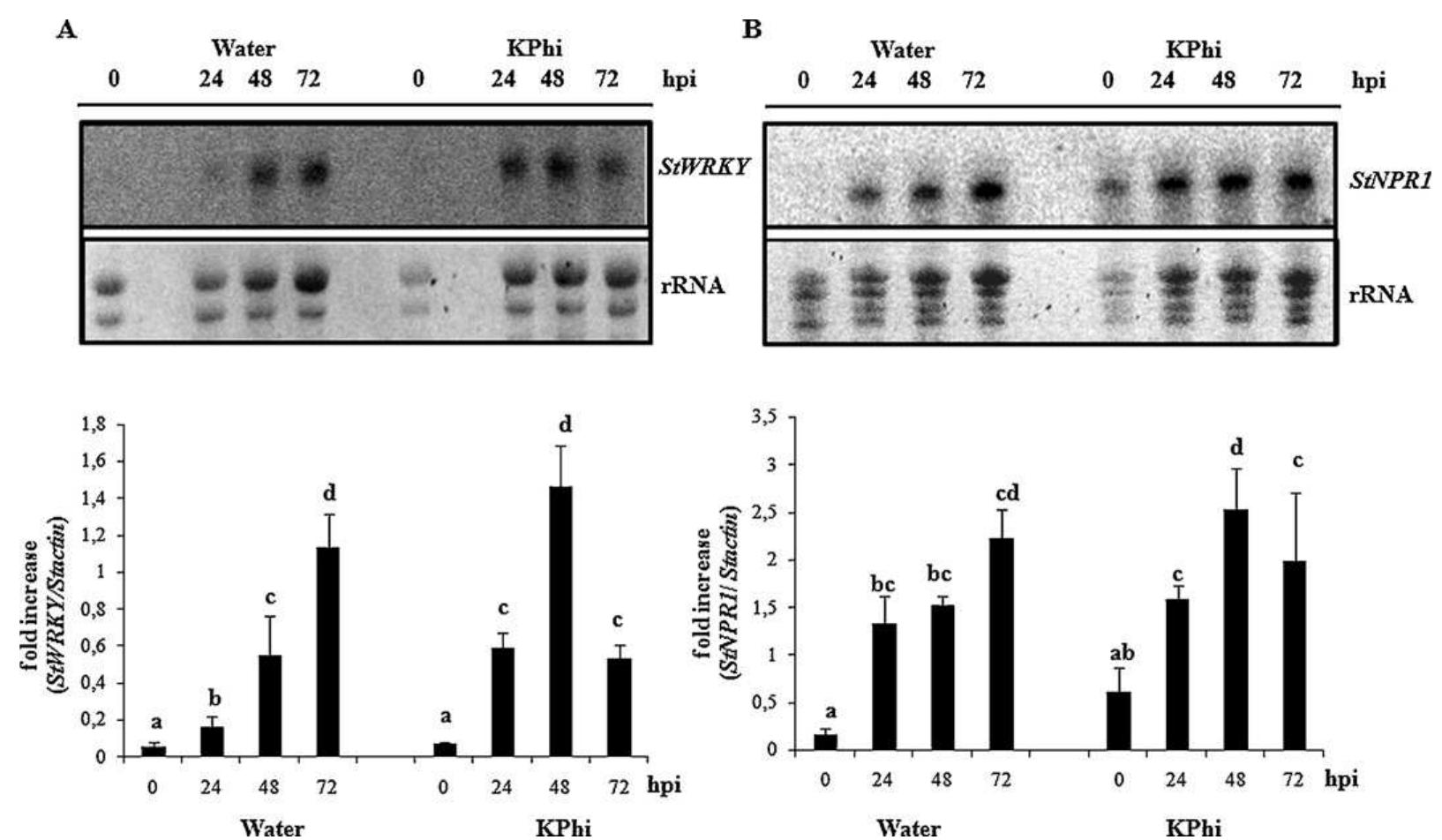 Fig. 4. Effect of KPhi treatments on the gene expression upon P. infestans infection. Expression of StNPR1 and StWRKY1 genes was analyzed in potato leaves from water- and KPhi-treated plants at 0, 24, 48 and 72 hpi with P. infestans. RNA gel blot analysis was performed. Following electrophoresis, RNA was transferred to nylon membrane and hybridized with dCTP-[a-3?P]-labeled probes synthesized with the fragments of (A) StNPR1 and (B) StWRKY1. Equal loading (10 wg of total RNA) was assured by ethidium bromide staining of rRNA. Radioactivity was visualized and quantified by phosphoimaging. The radioactivity of the StNPR1 and StWRKY1 was normalized against the radioac- tivity of Stactin, and expressed as a fold increase taking Stactin level as 1. The quantification of three (StNPR1) or five (StWRKY1) independent experiments is plotted. Each bar represents the mean + SD. Bars with the same letter do not differ significantly at P< 0.05. 