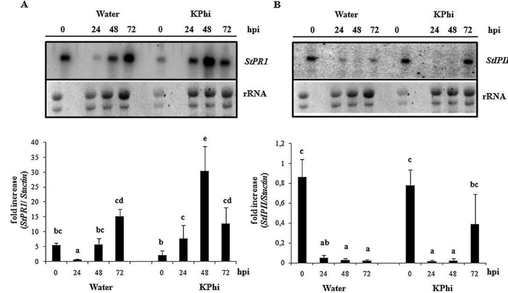 Fig. 5. Effect of KPhi treatments on the gene expression upon P. infestans infection. Expression of StPR1 and StIPII genes were analyzed in potato leaves from water- a KPhi-treated plants at 0, 24, 48 and 72 hpi with P. infestans. RNA gel blot analysis was performed. Following electrophoresis, RNA was transferred to nylon membrane ai hybridized with dCTP-[a-32P]-labeled probes synthesized with the fragments of (A) StPR1 and (B) StIPII. Equal loading (10 wg of total RNA) was assured by ethidium bromi staining of rRNA. Radioactivity was visualized and quantified by phosphoimaging. The radioactivity of StPR1 and StIPII was normalized against the radioactivity of Stact  and expressed as a fold increase taking Stactin level as 1. The quantification of three independent experiments is plotted. Each bar represents the mean + SD. Bars with t same letter do not differ significantly at P< 0.05.  In this scenario, the potential use of KPhi as a “priming inducer” seems to be a promising feature, potentiating cellular defense responses just when it is needed (i.e. upon pathogen attack), avoid- ing a metabolic cost that could affect crop yield.  Taken together, our results support the idea that KPhi treatment may enhance resistance by the increased expression of defense molecules that would otherwise be induced in the plant, but at a later stage and to a lesser degree. We propose that the early events triggered by KPhi treatment are related to the reinforcement of cell wall. Ina coordinated manner, transcription factors StNPR1 and StWRKY may act as amplifiers of defense signaling cascades. In this context, probably even a slight induction during priming could be 