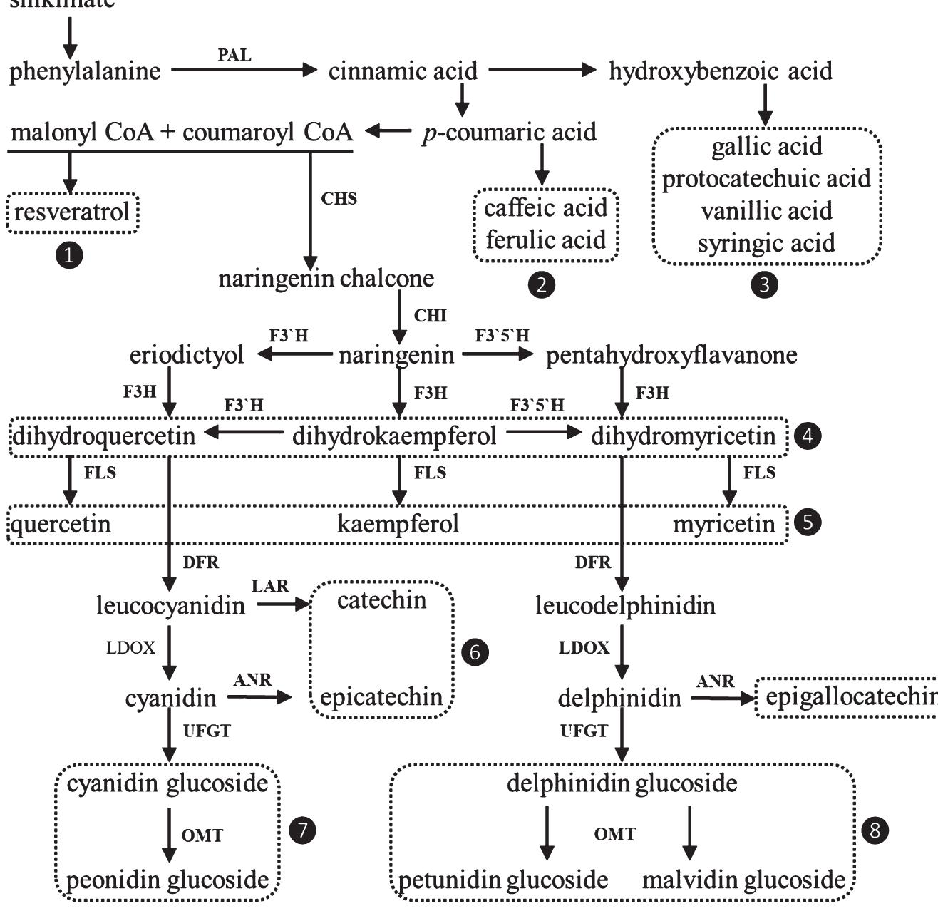 Ldox Biosynthetic pathway of the major phenolic compounds of