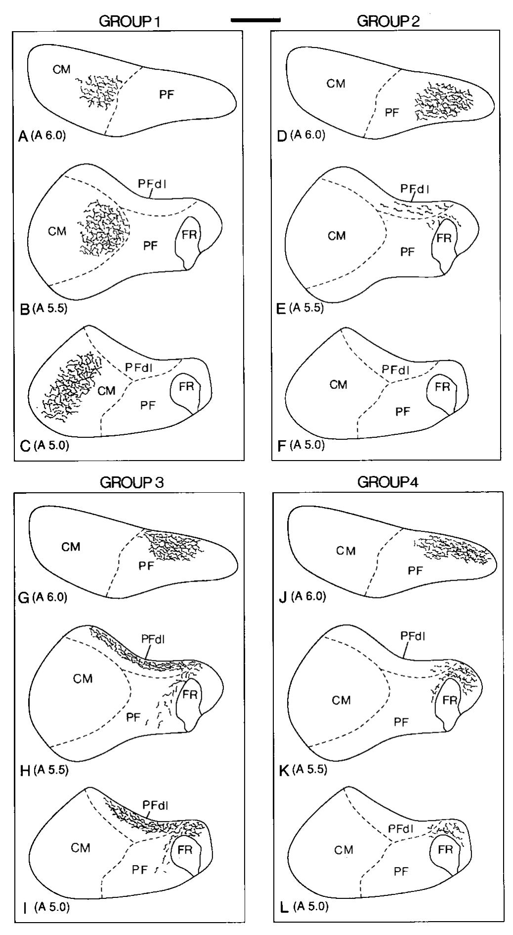 Schematic drawings of transverse sections through the