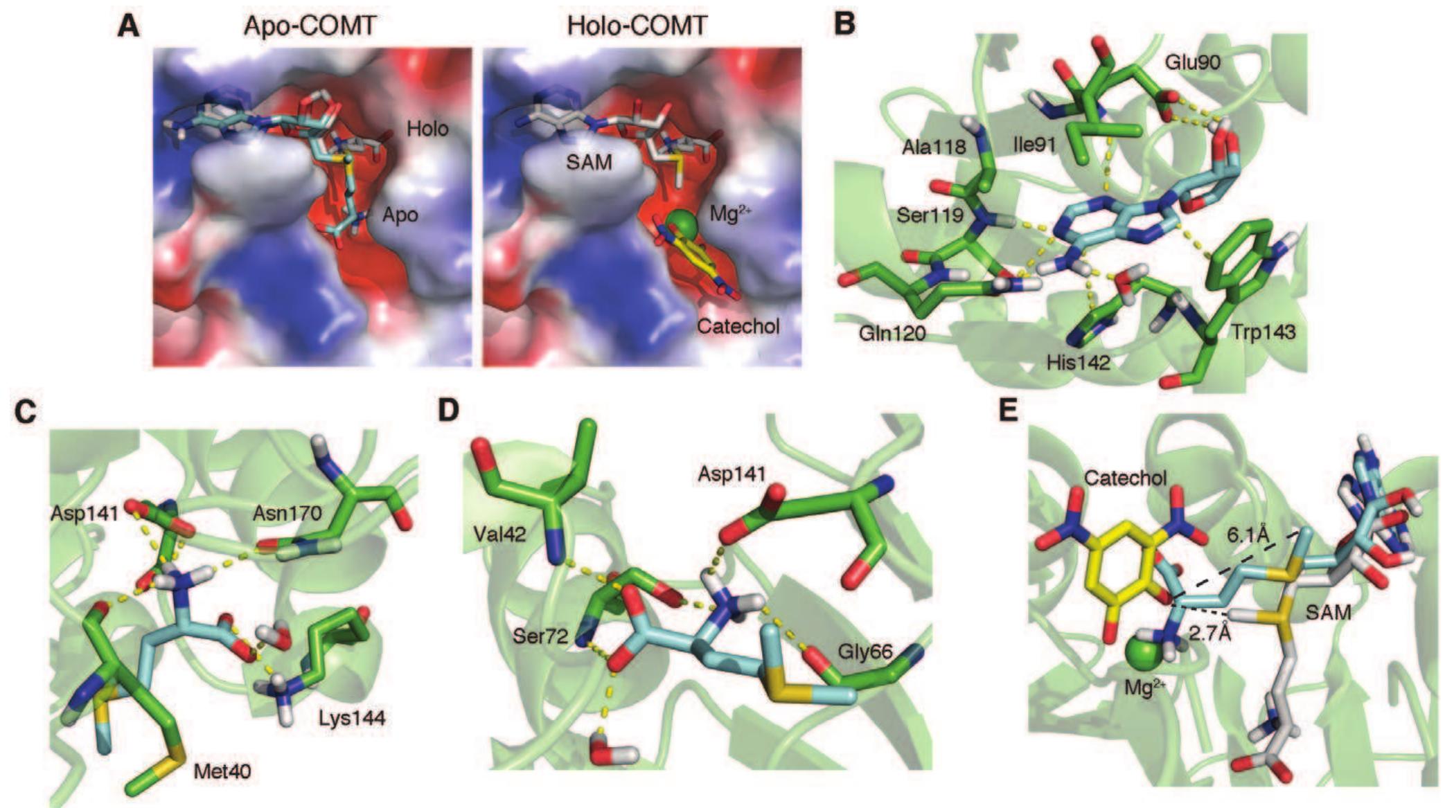 Comt Structure (PDF) Structural Mechanism of S-Adenosyl Methionine Binding to Catechol ...