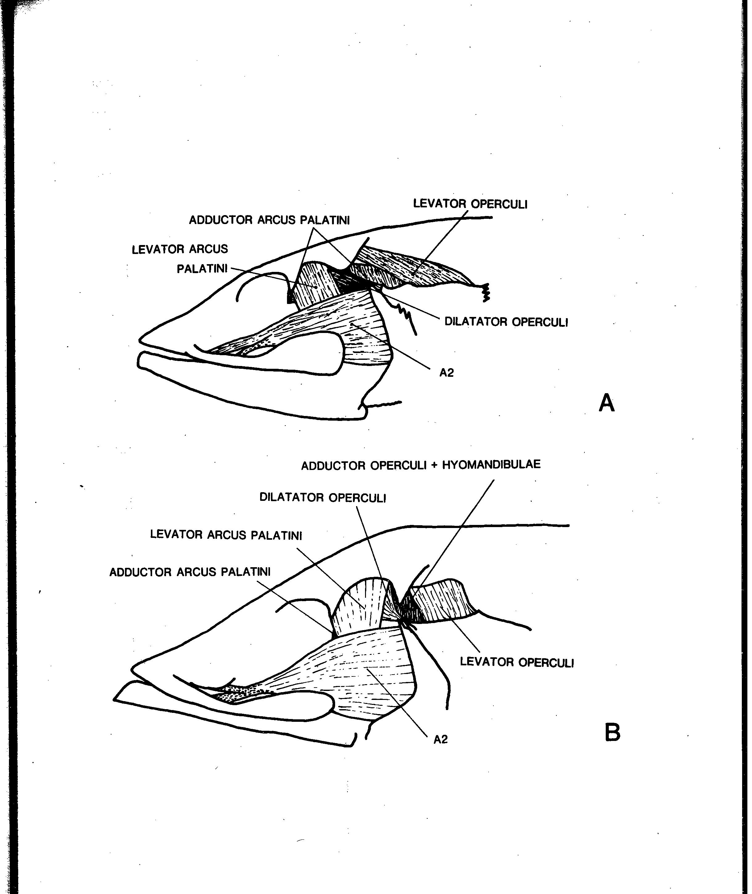 PDF) Preliminary Stuies on the Systematics of Deep-Sea