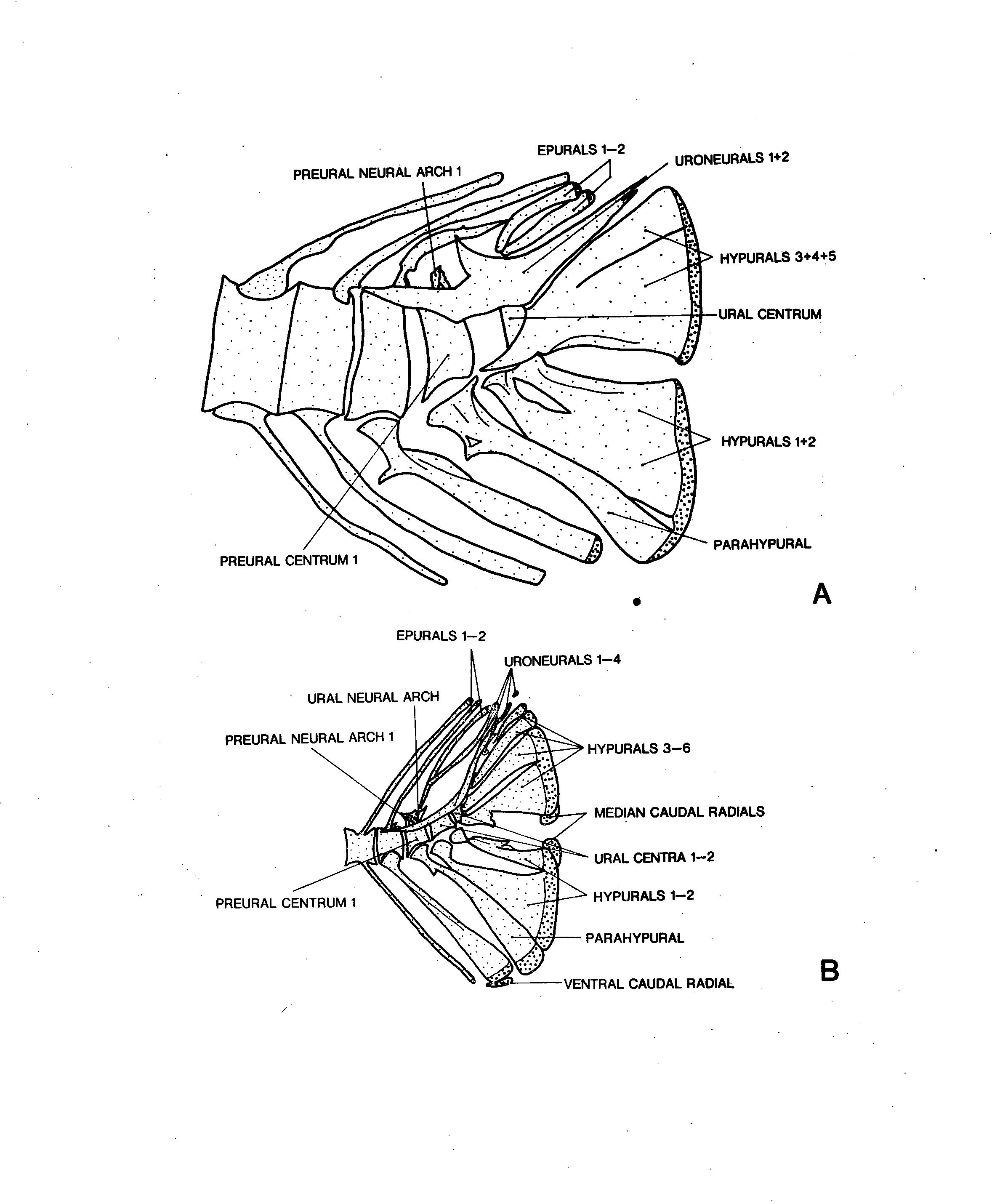 PDF) Preliminary Stuies on the Systematics of Deep-Sea