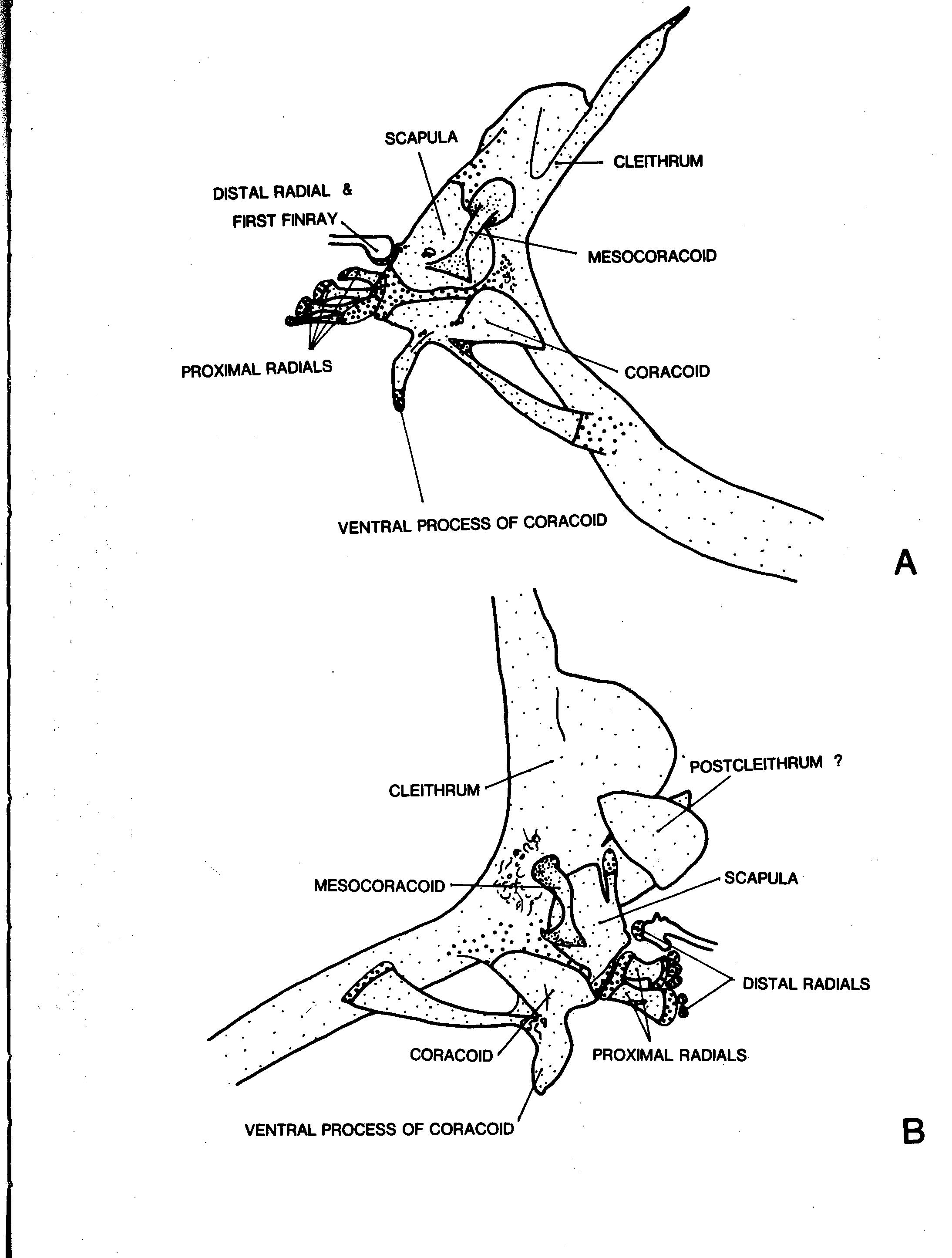 PDF) Preliminary Stuies on the Systematics of Deep-Sea
