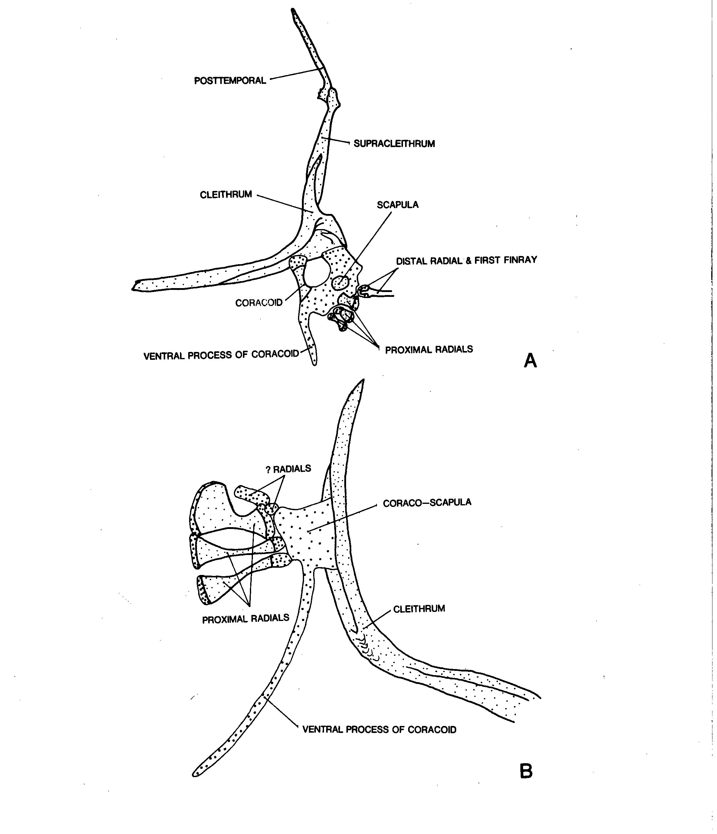 PDF) Preliminary Stuies on the Systematics of Deep-Sea