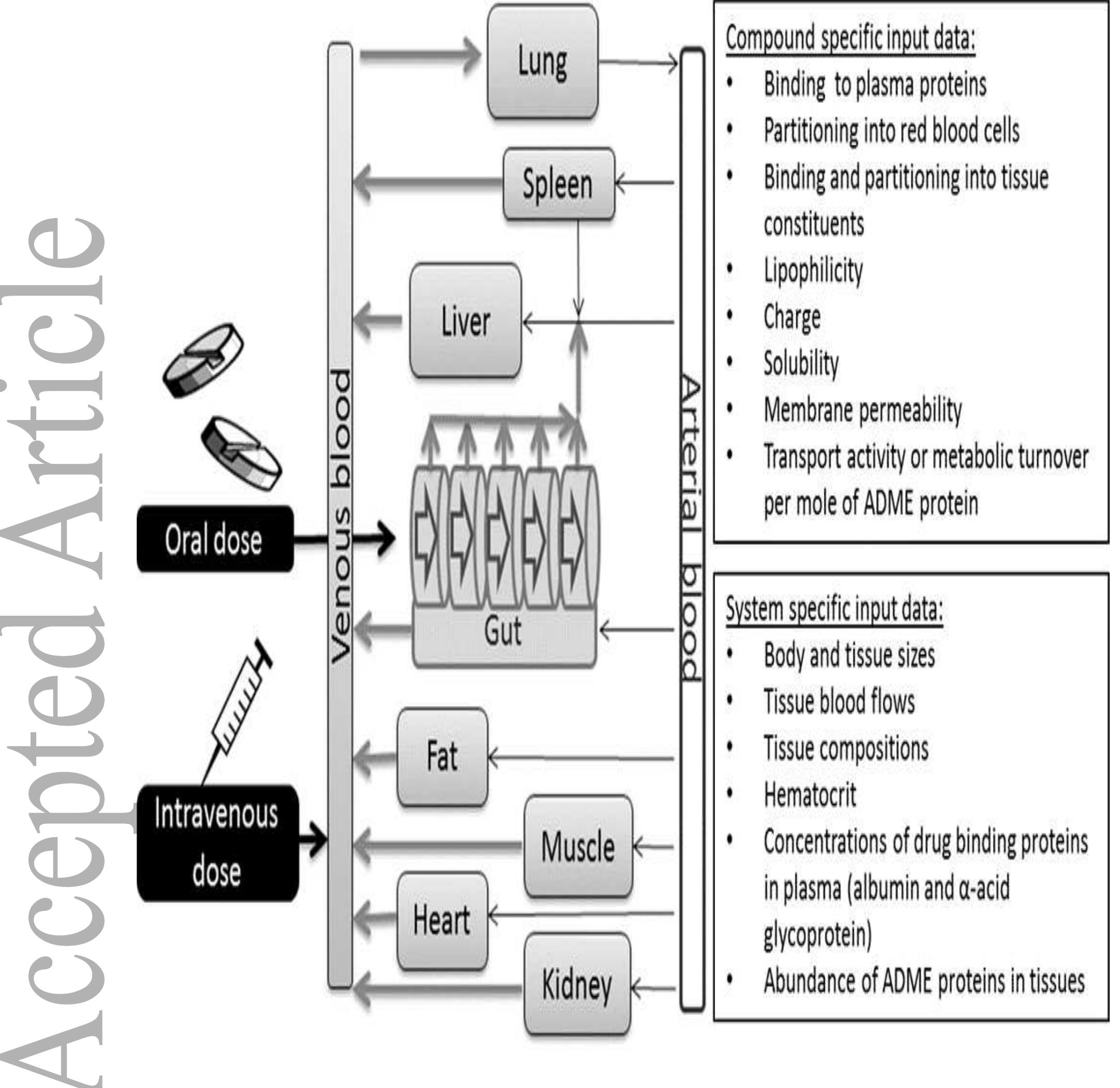 (PDF) The role of quantitative ADME proteomics to support construction ...
