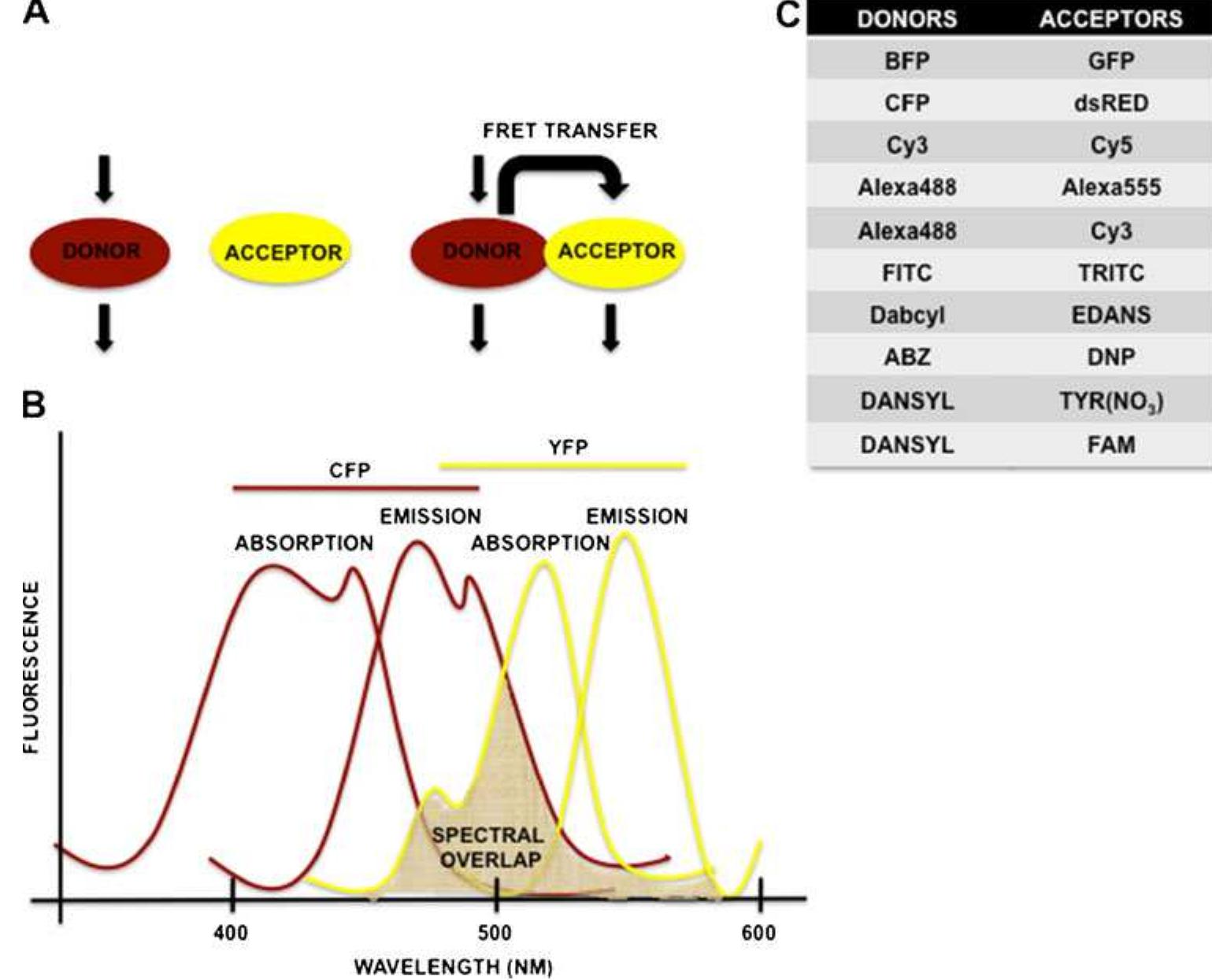 (PDF) Fluorescence resonance energy transfer (FRET)-based biosensors ...