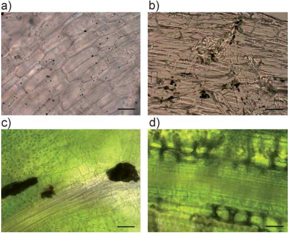 (PDF) Uptake, Translocation, and Transmission of Carbon Nanomaterials ...