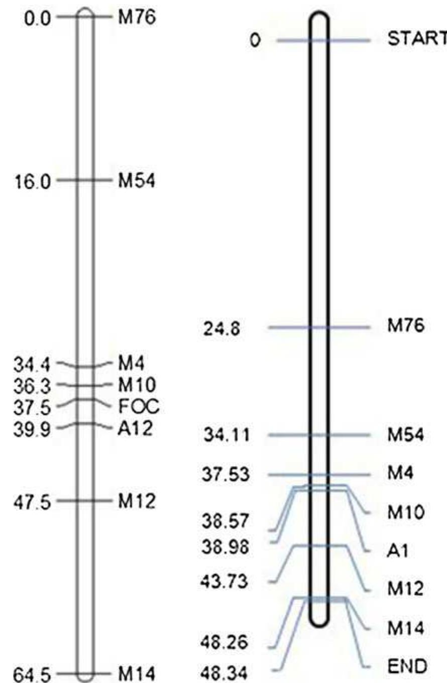 Joinmap Figure 3 - from Development of InDel markers linked to