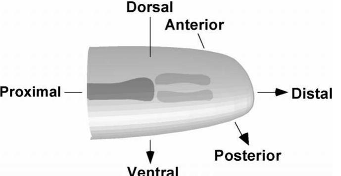(PDF) Multi-model simulations of chicken limb morphogenesis