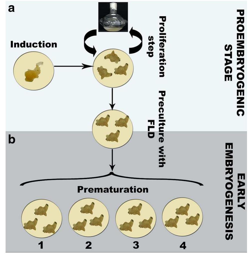 Schematic representation of the developmental route of