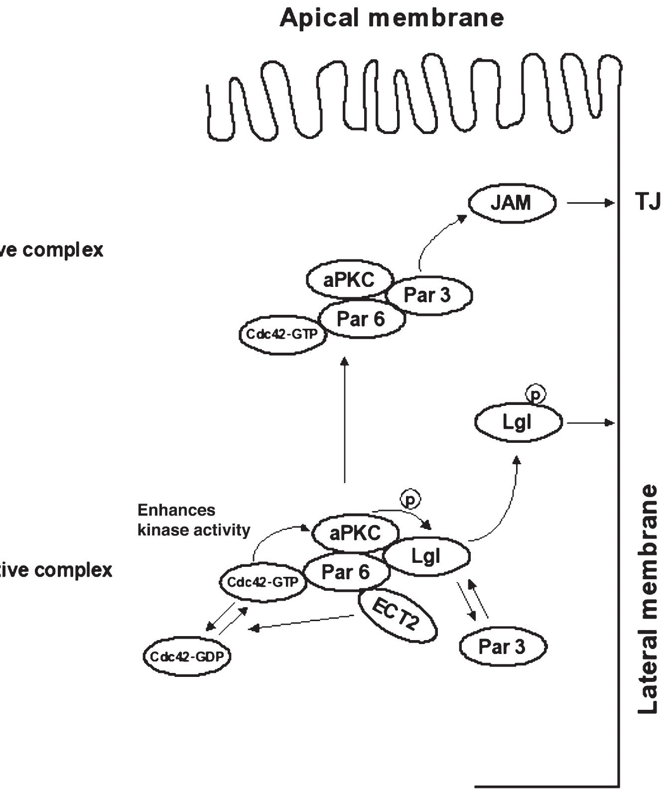 (PDF) Crosstalk of tight junction components with signaling pathways