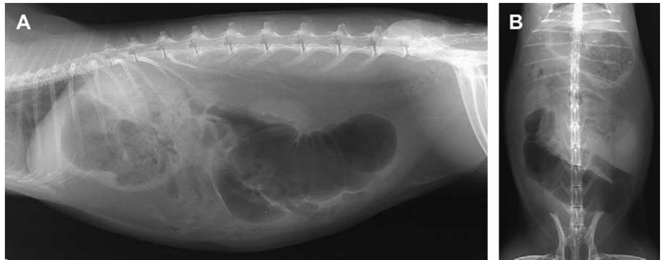 Lateral (a) and ventrodorsal (b) radiographs of a rabbit.