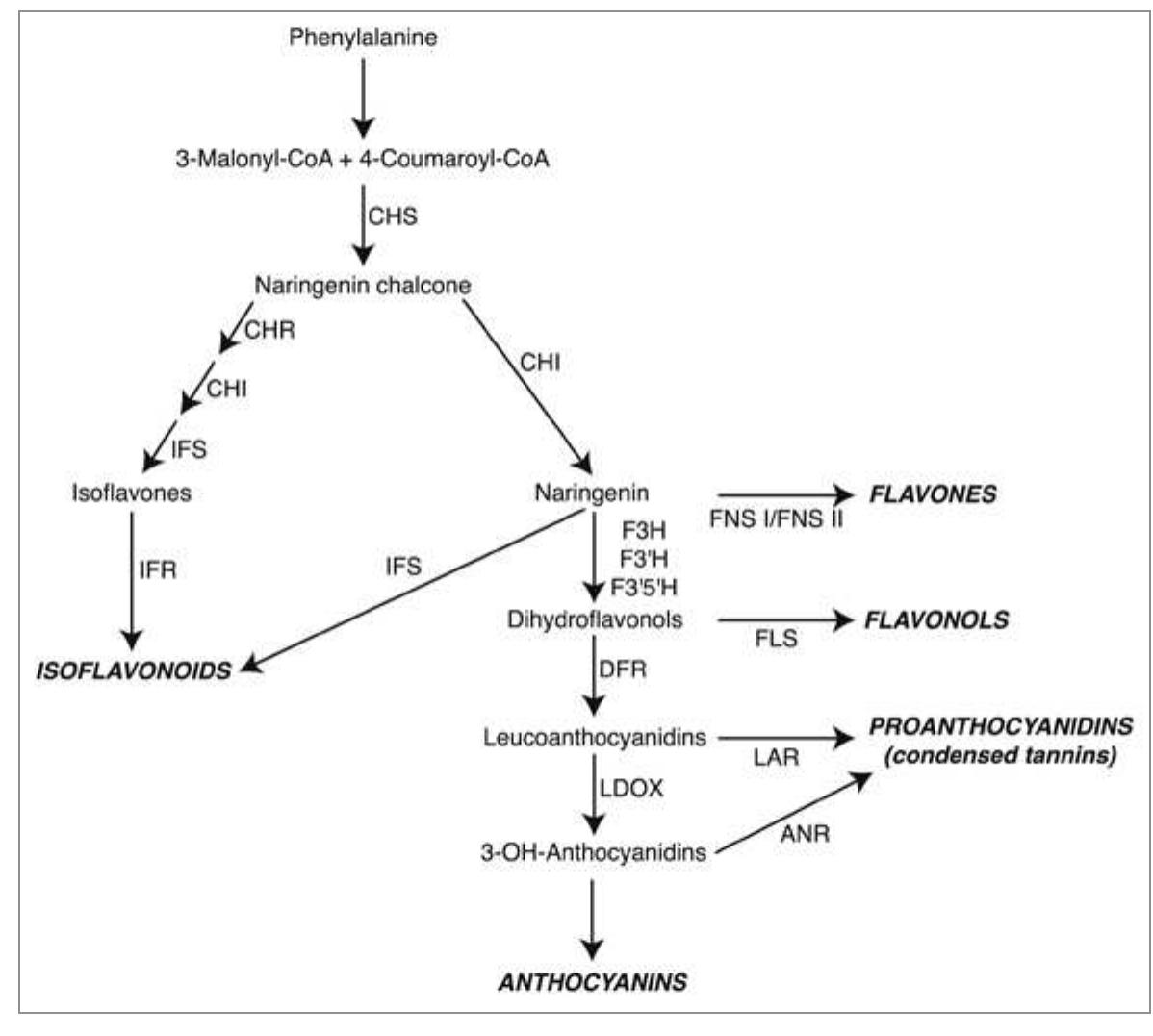 Simplified scheme of the flavonoid biosynthetic pathway