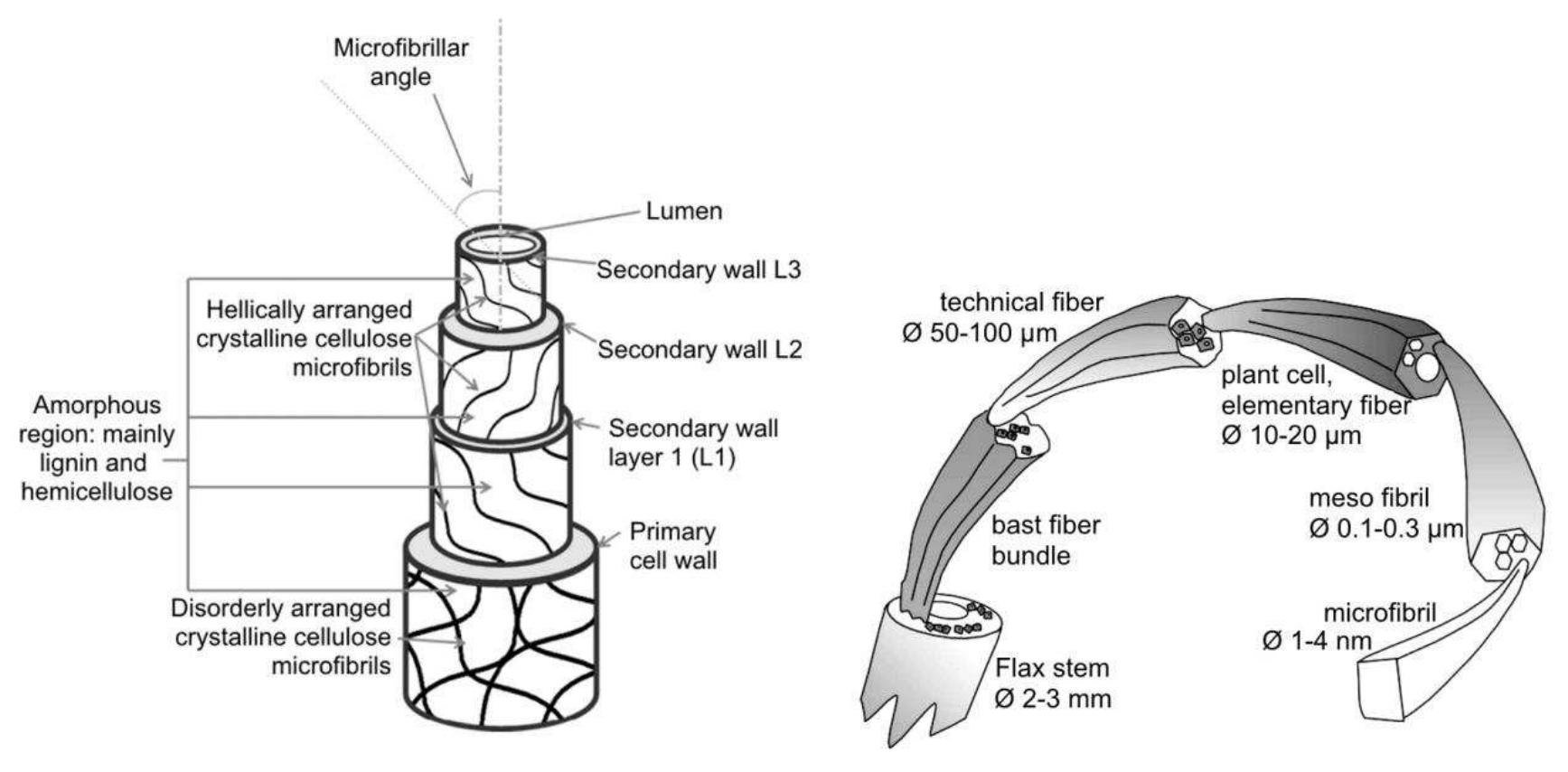 5 — (a) internal structure of an elementary natural fiber
