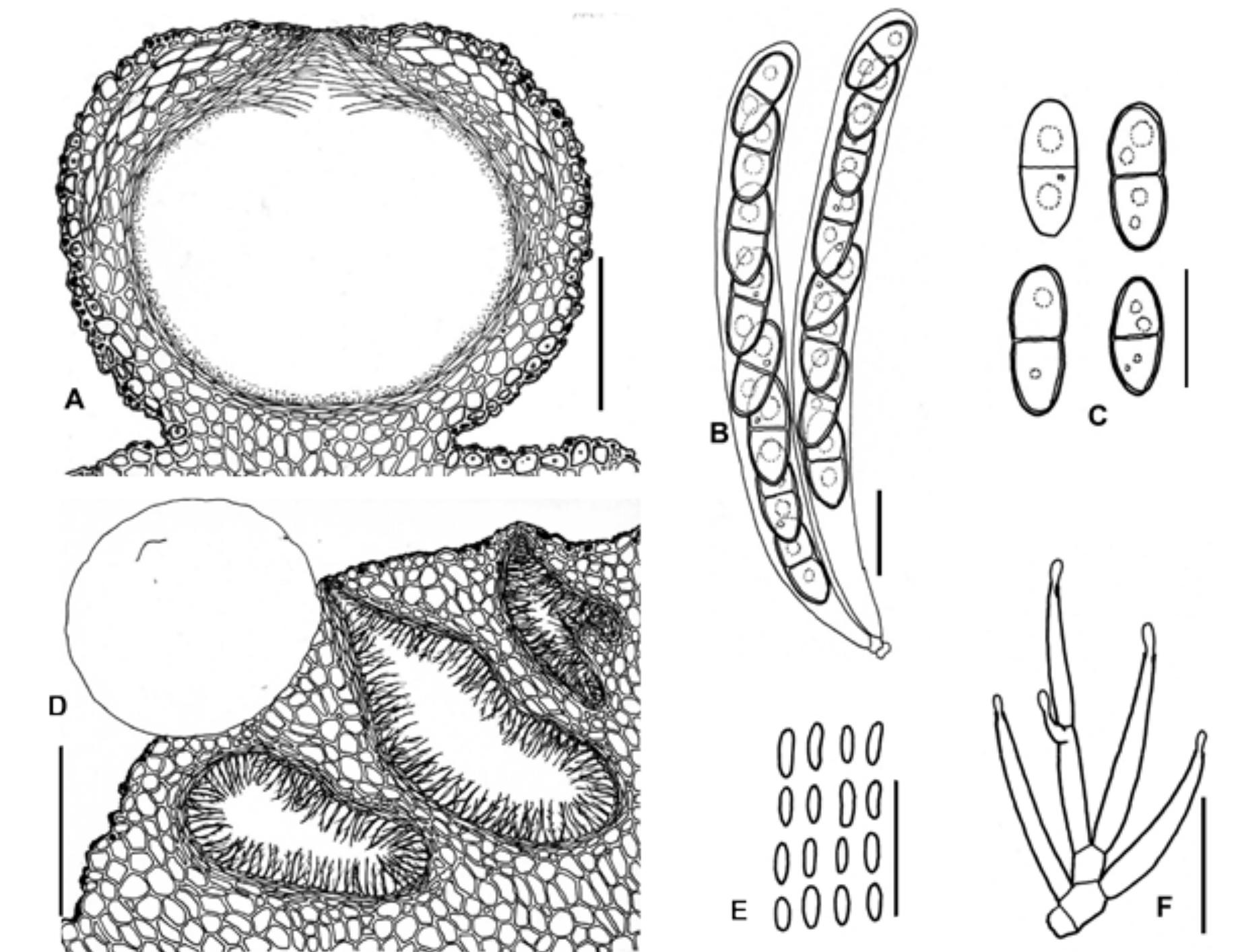 Figure 6 - from Zachary Chesser's Radical Affiliations