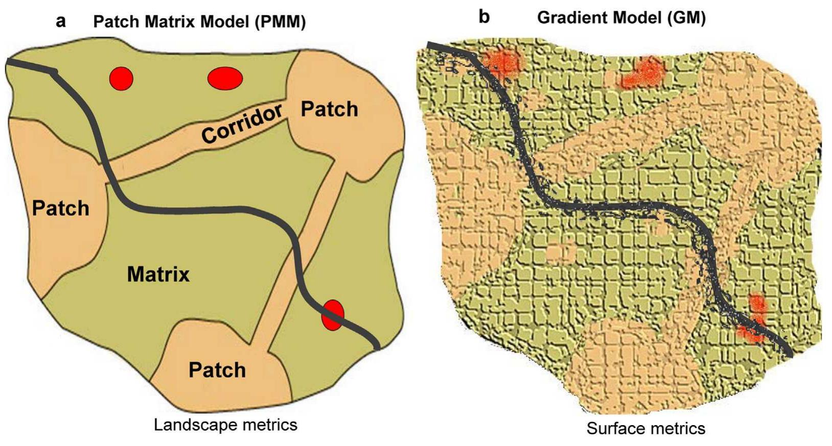 Patch Matrix Model Representation of landscape structure: (a) patch matrix