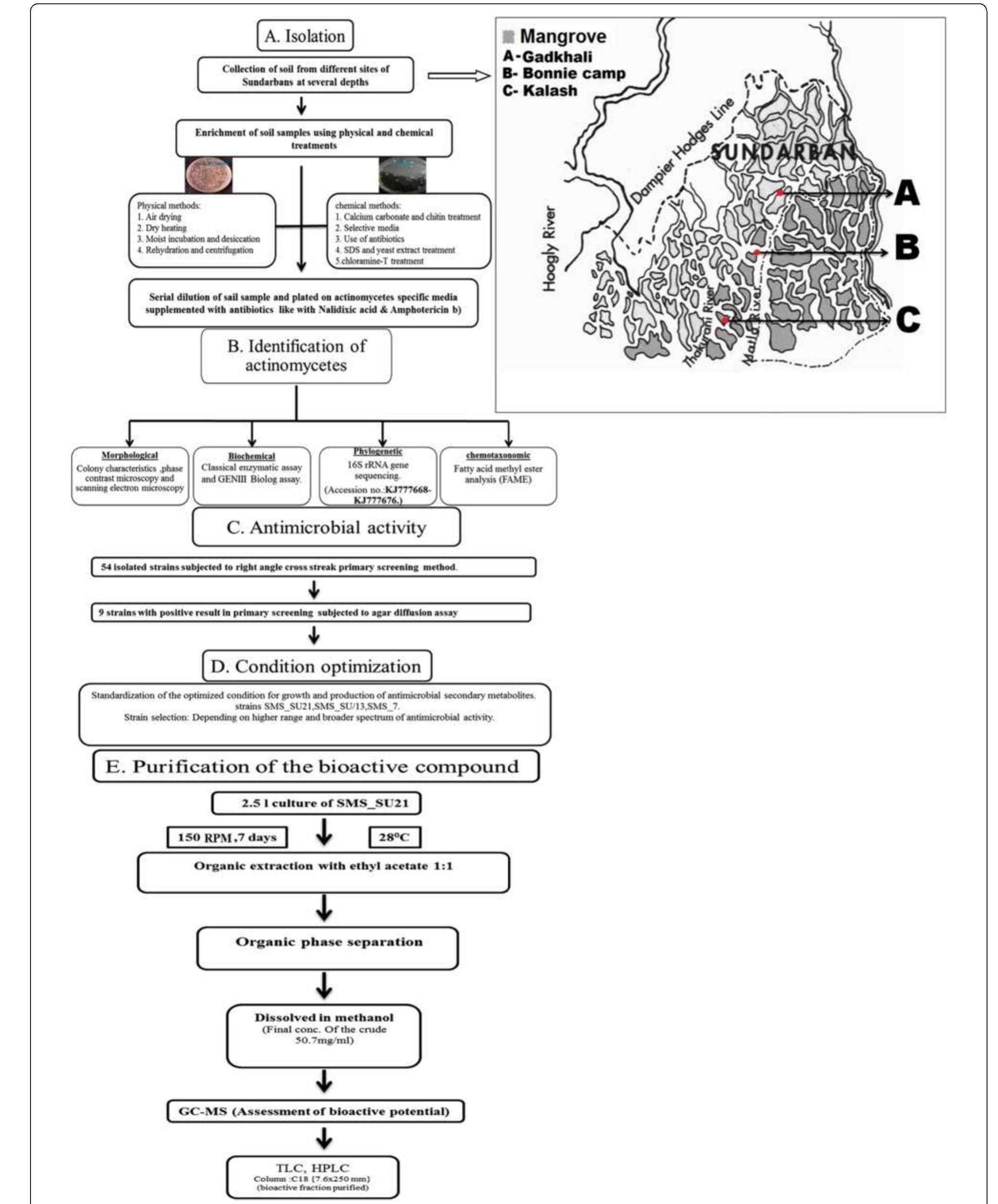 A schematic diagram of the total work plan of the study